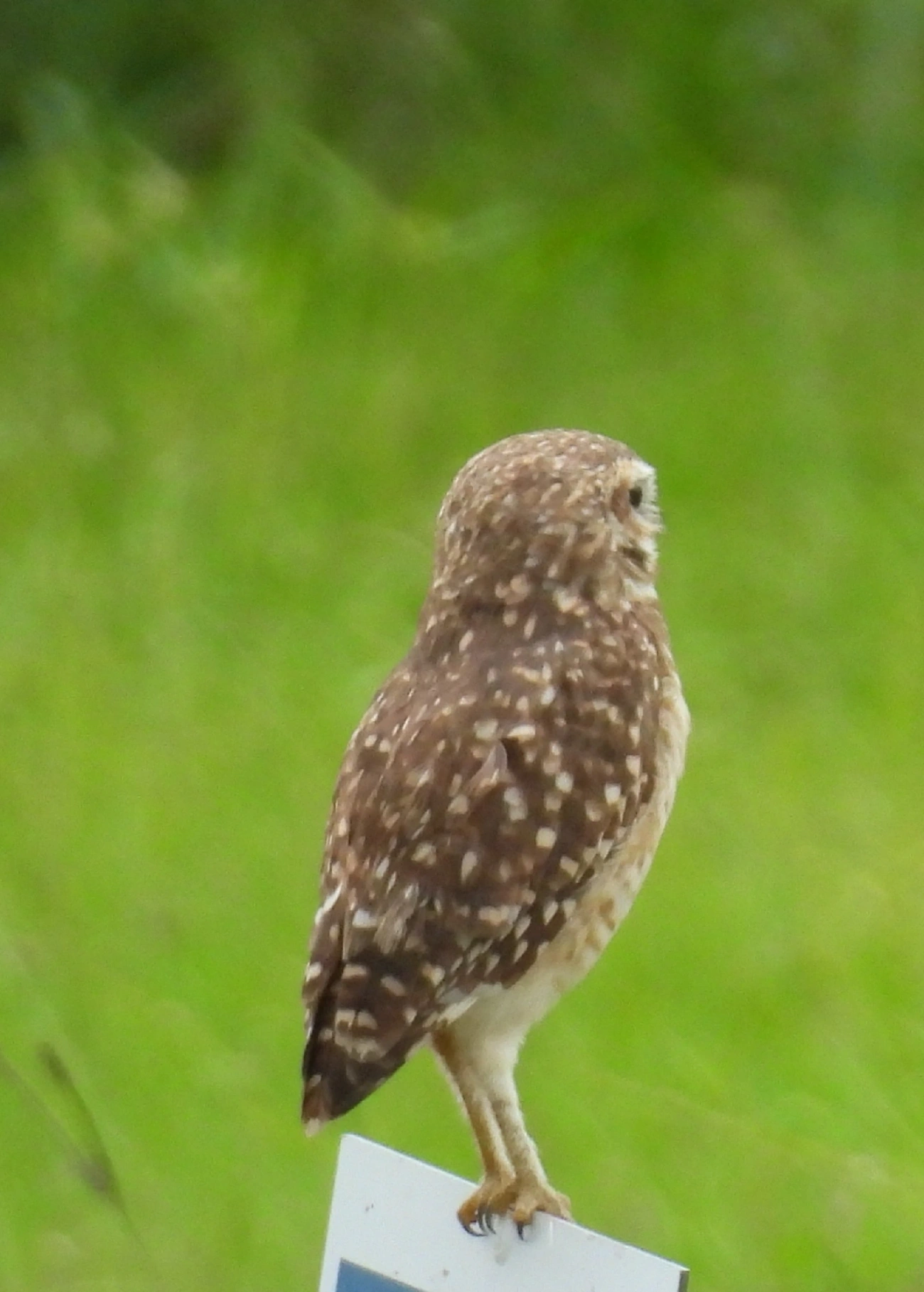 Coruja-buraqueira (Athene cunicularia), aves, fotografado em Indaiá, Caraguatatuba