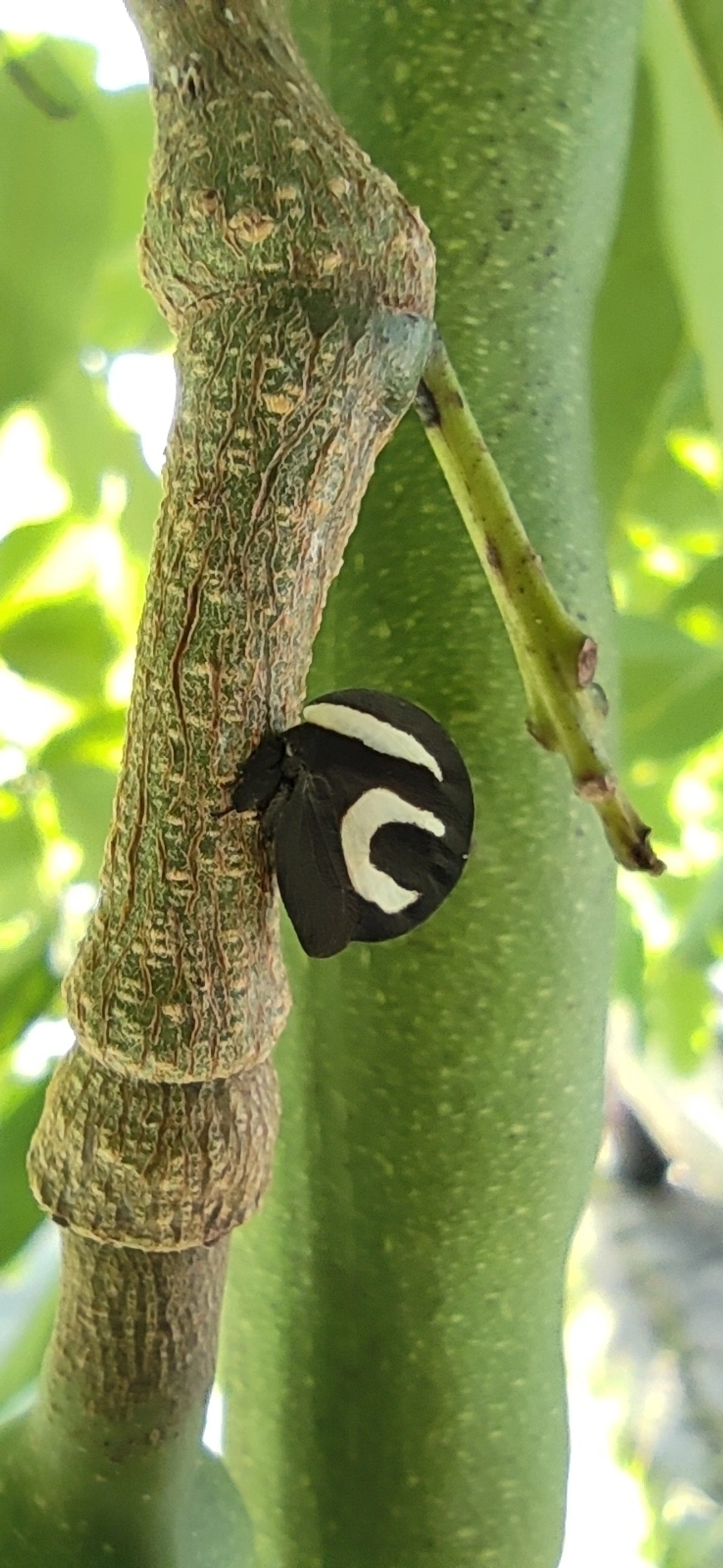 Soldadinho (Membracis foliatafasciata), insetos, fotografado em Indaiá, Caraguatatuba