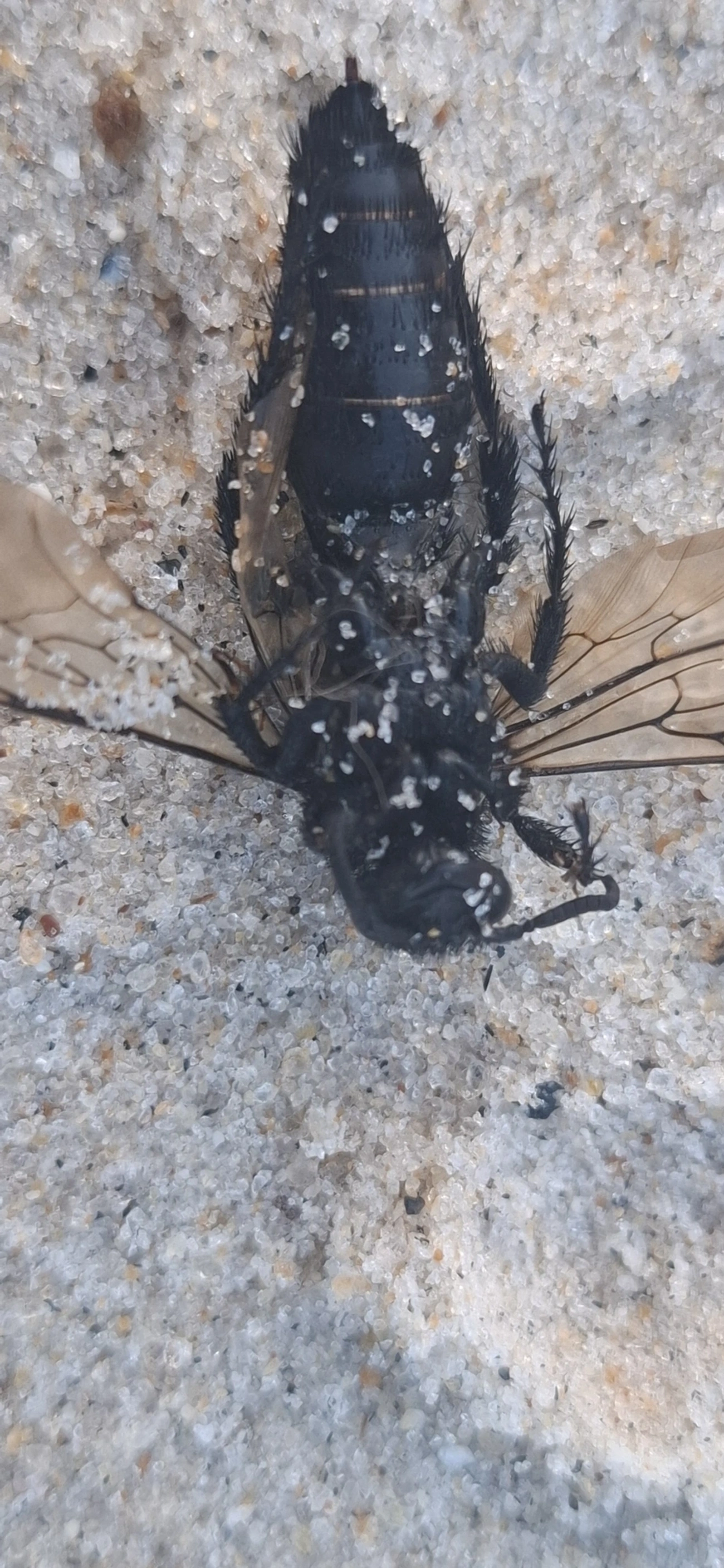 Scoliidae, insetos, fotografado em São Sebastião
