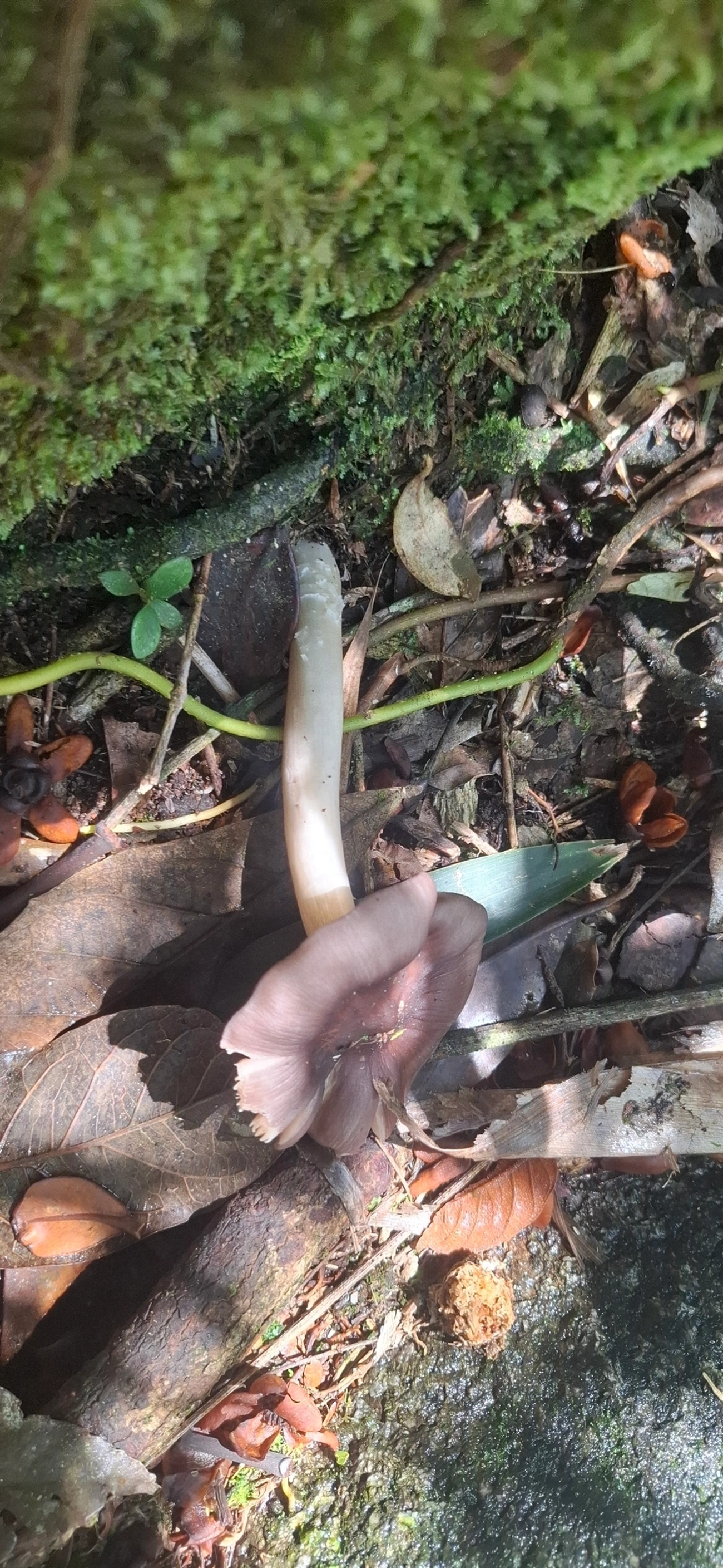 Cogumelos Lamelados (Agaricales), fungos, fotografado em Queluz