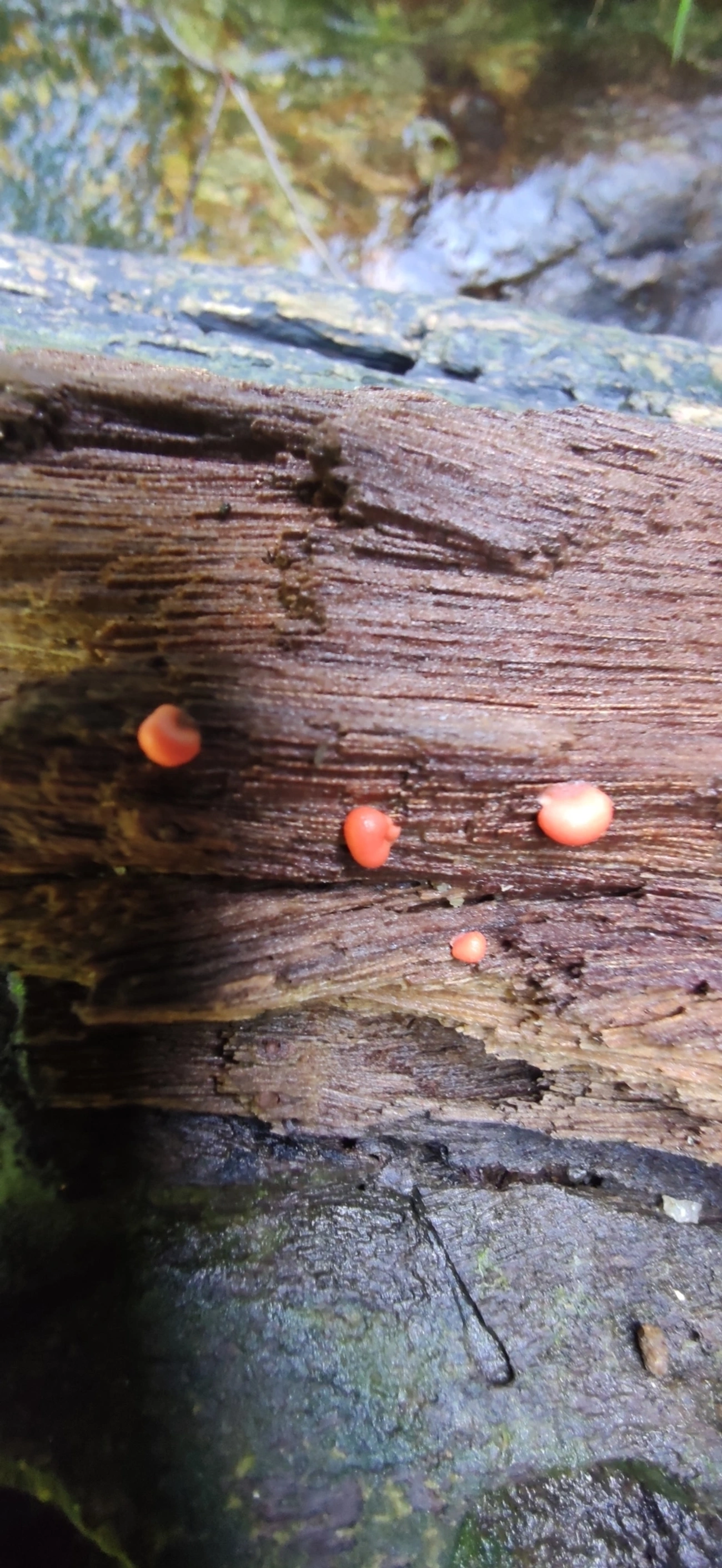 Lycogala, outros, fotografado em Maresias, São Sebastião