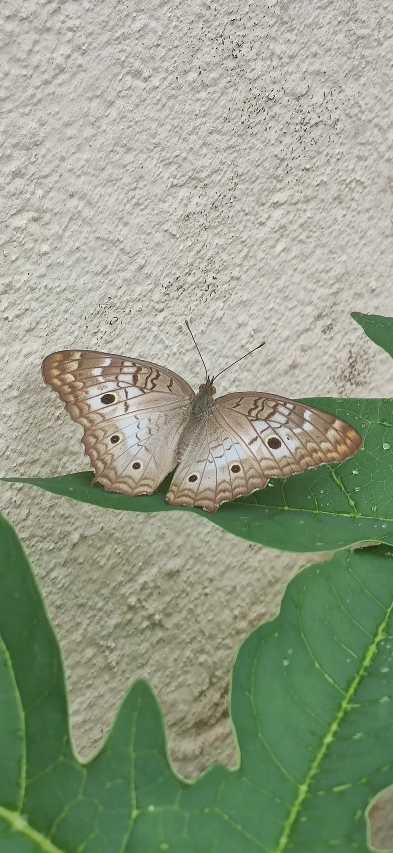 Borboleta-pavão-branco (Anartia jatrophae), insetos, fotografado em Maresias, São Sebastião