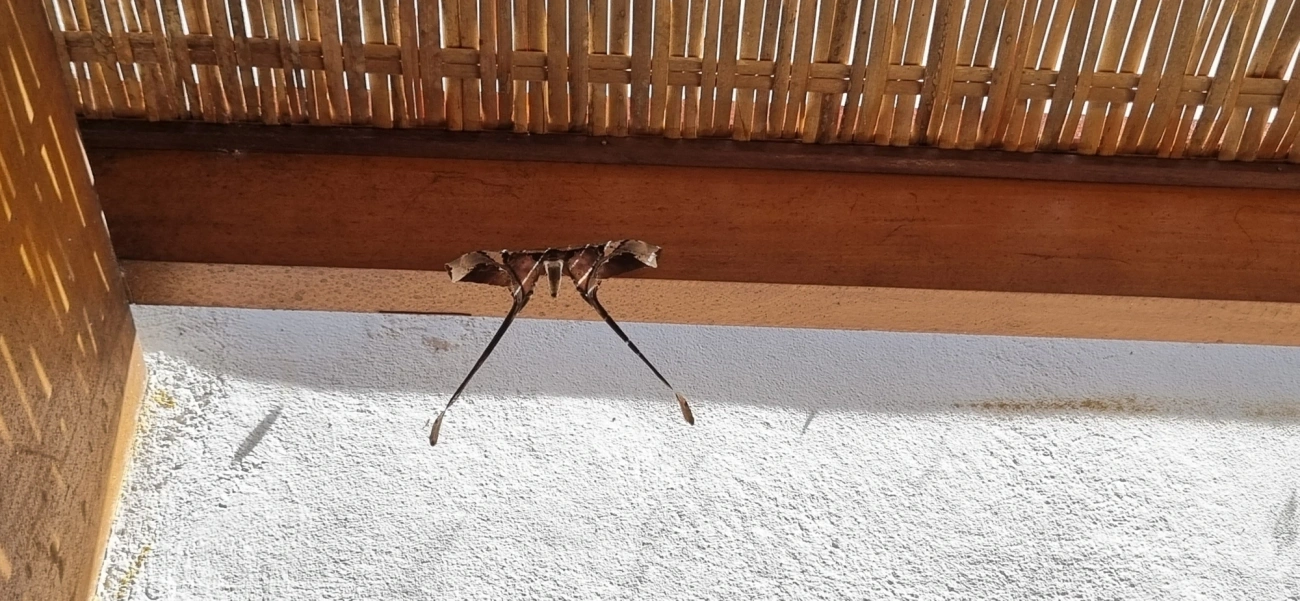 Copiopteryx, insetos, fotografado em Maresias, São Sebastião
