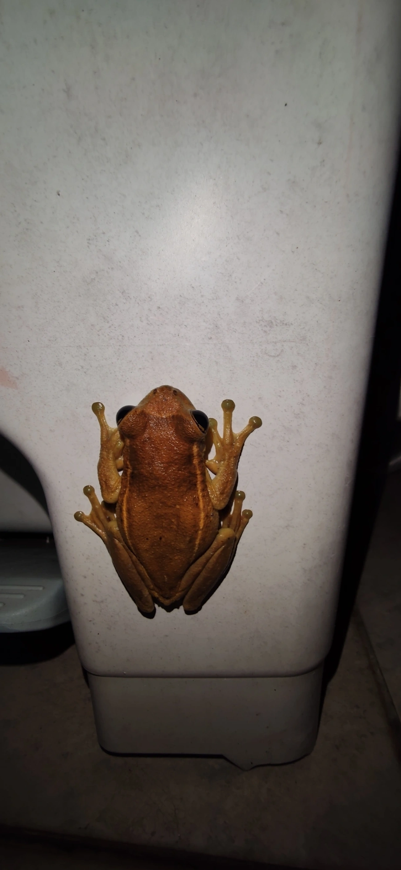 Perereca-grudenta (Trachycephalus mesophaeus), anfíbios, fotografado em Maresias, São Sebastião