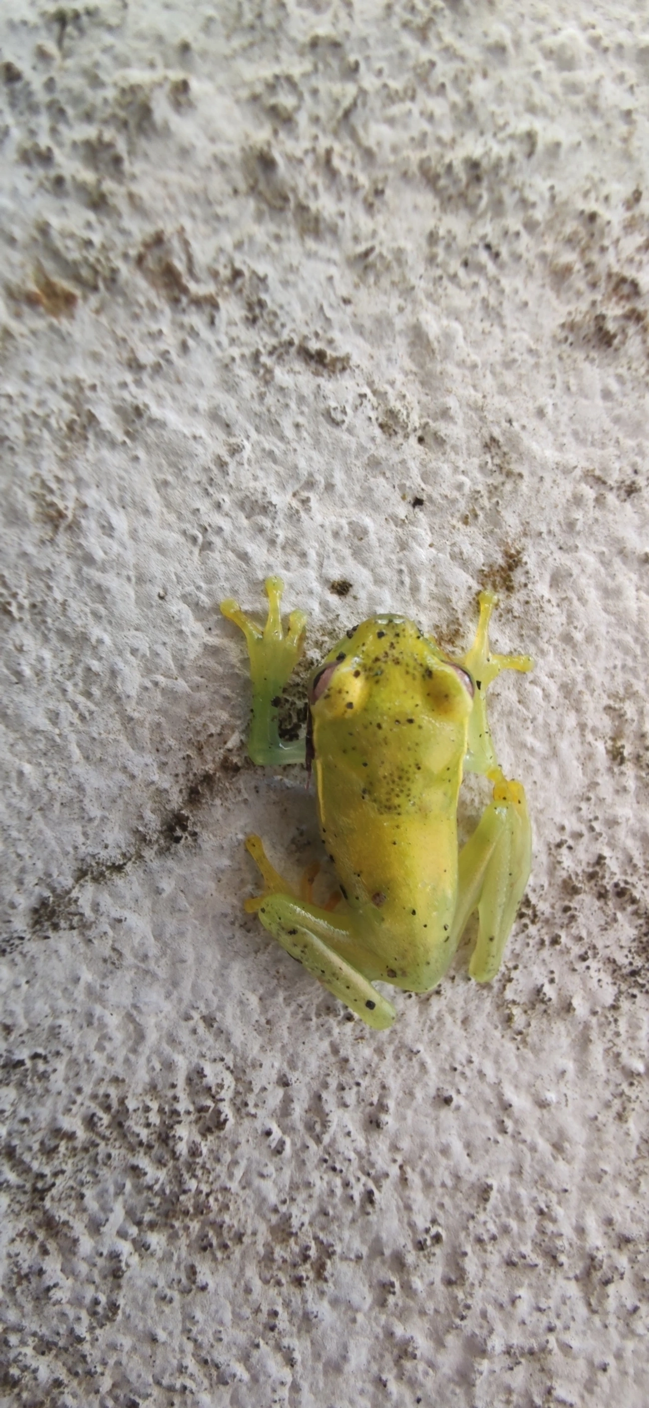 Perereca-araponga (Boana albomarginata), anfíbios, fotografado em Maresias, São Sebastião