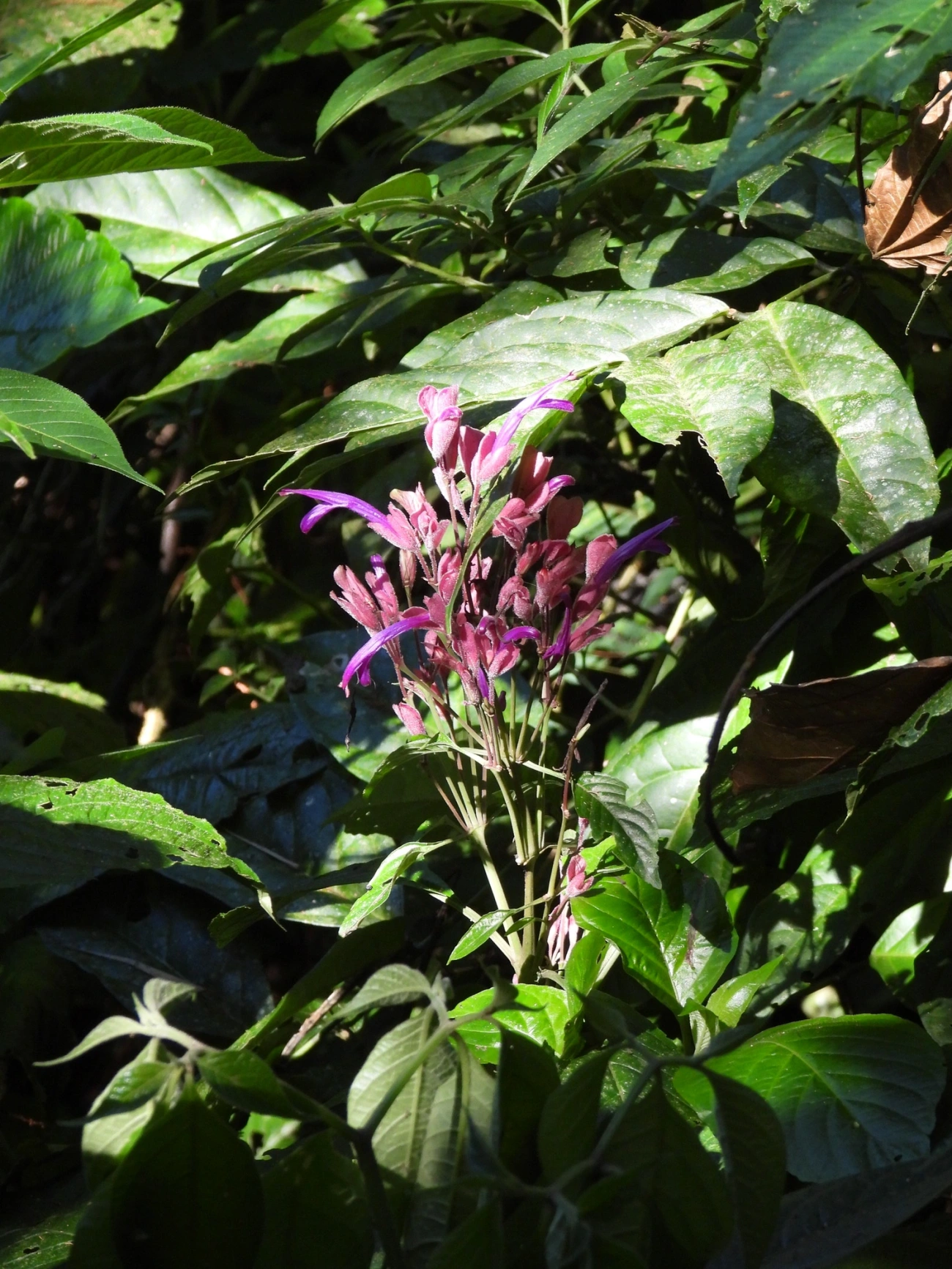 Justícia (Justicia sellowiana), plantas, fotografado em Resende