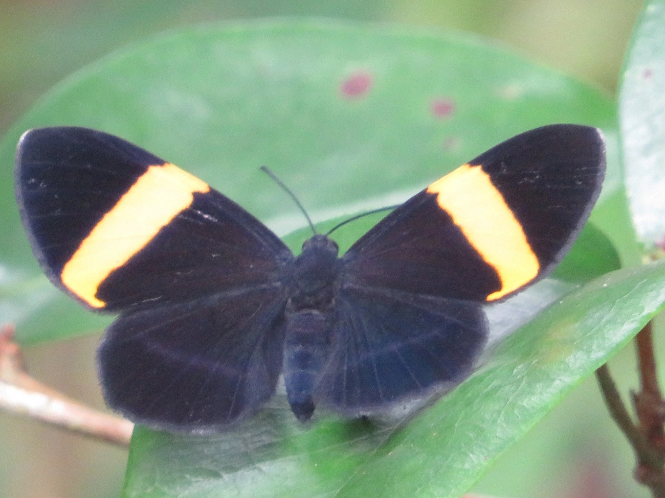 Panara aureizona, insetos, fotografado em Maresias, São Sebastião