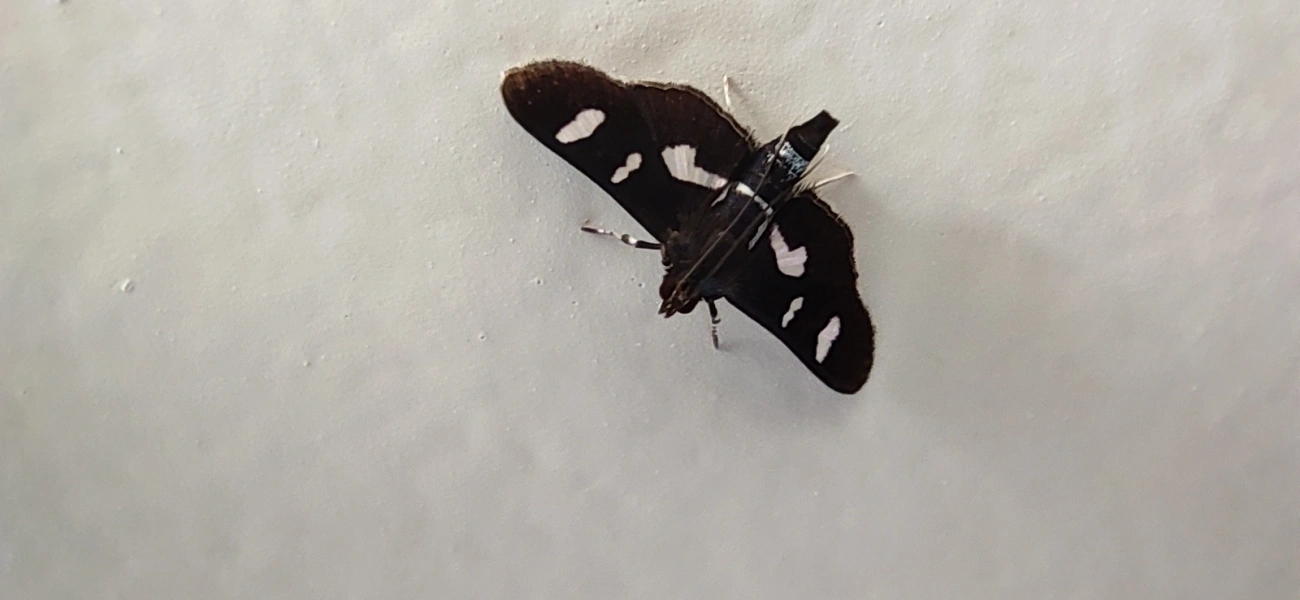 Desmia, insetos, fotografado em Maresias, São Sebastião
