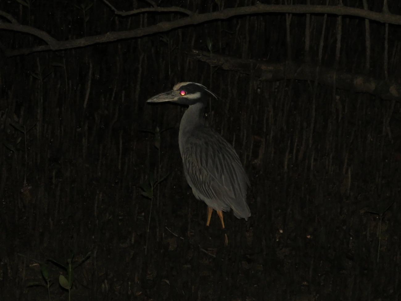 Savacu-de-coroa (Nyctanassa violacea), aves, fotografado em São Sebastião
