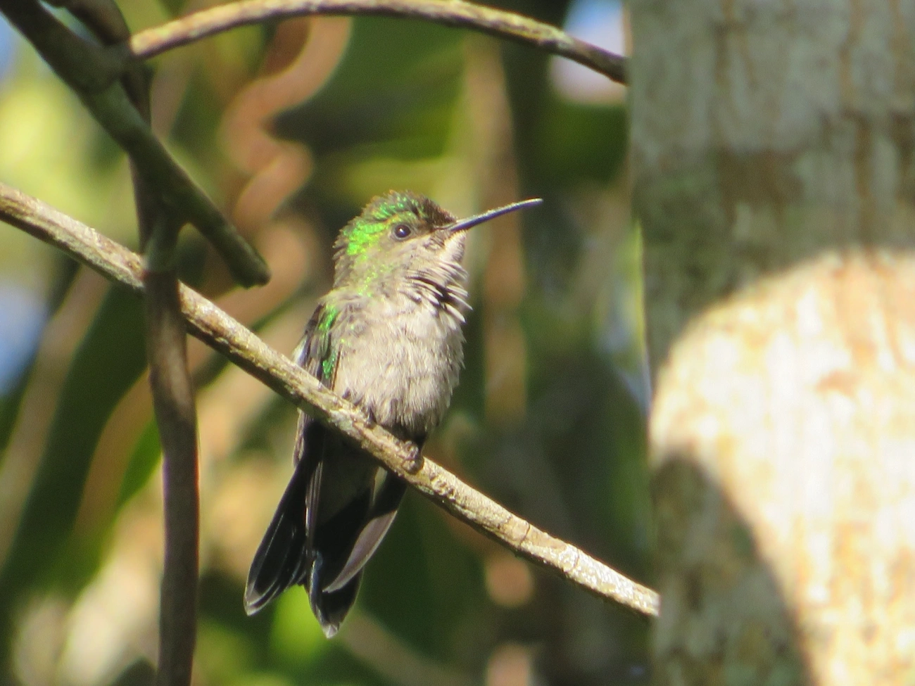 Beija-flor-de-fronte-violeta (Thalurania glaucopis), aves, fotografado em Maresias, São Sebastião