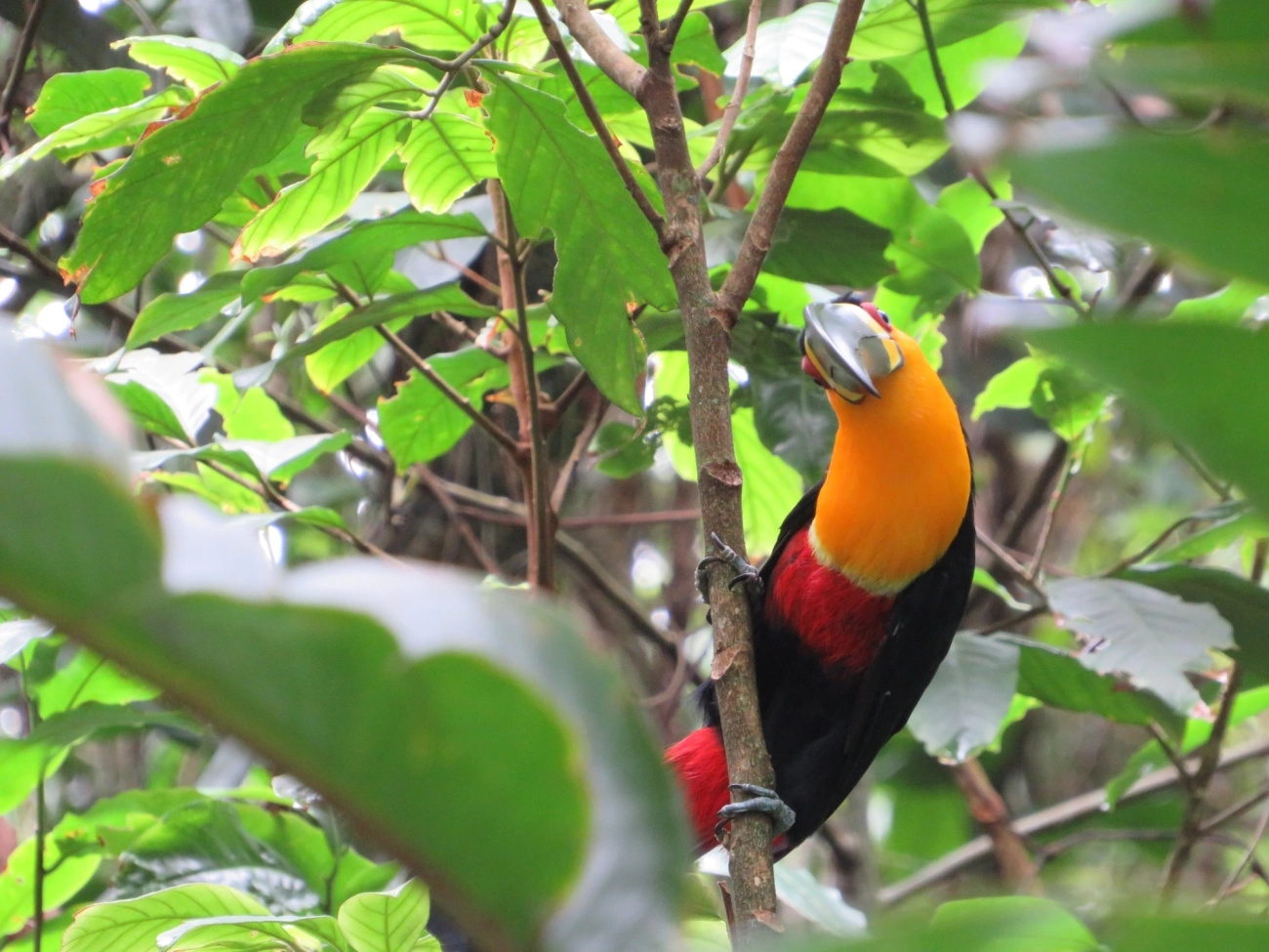 Tucano-de-ariel (Ramphastos vitellinus), aves, fotografado em São Paulo