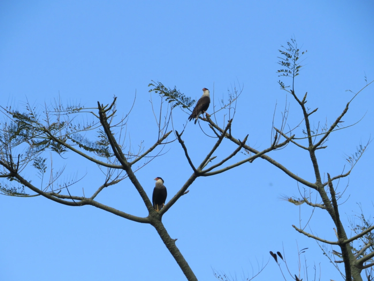 Carcará (Caracara plancus), aves, fotografado em Maresias, São Sebastião