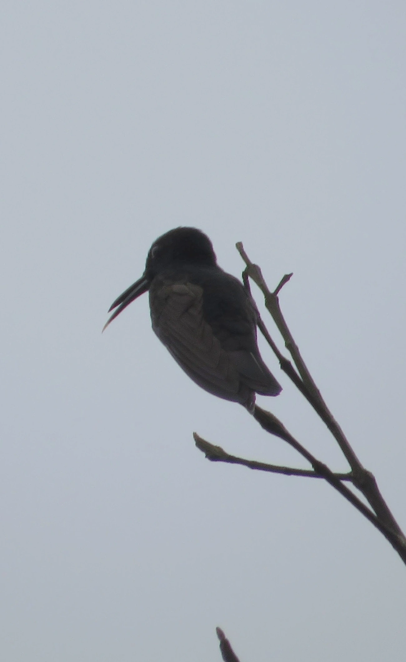 Beija-flor-preto (Florisuga fusca), aves, fotografado em Maresias, São Sebastião