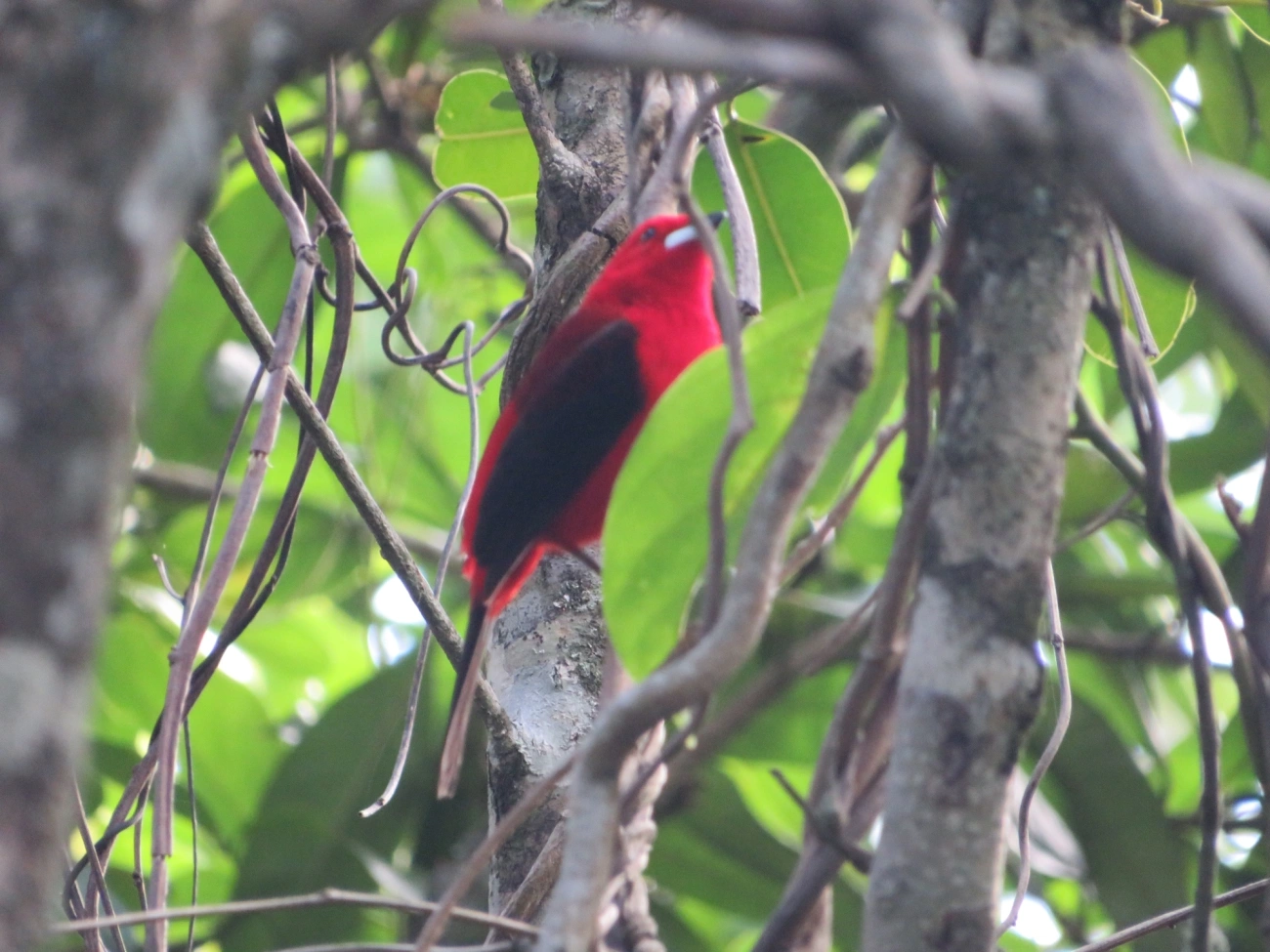 Tiê-sangue (Ramphocelus bresilius), aves, fotografado em Maresias, São Sebastião