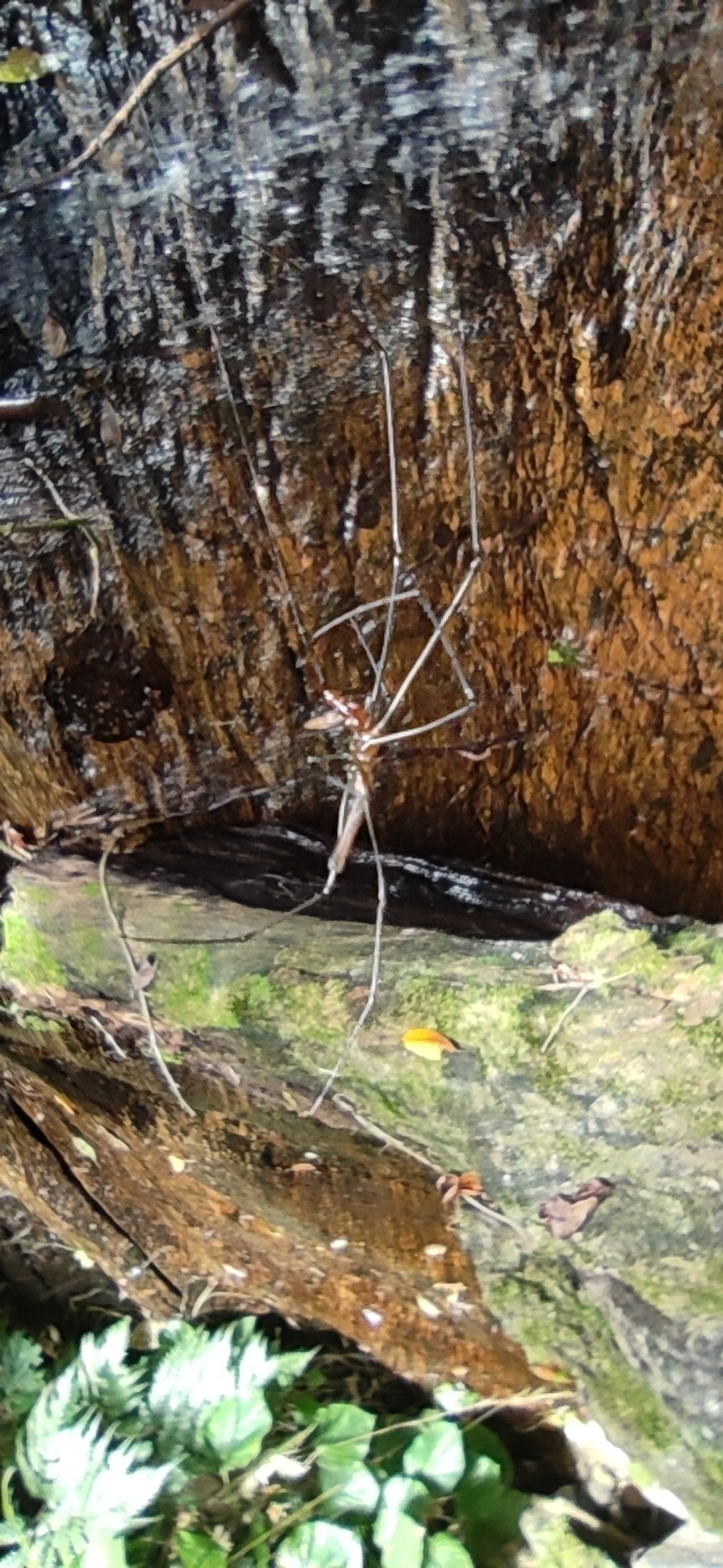 Aranhas-dos-Juncos (Tetragnatha), aracnídeos, fotografado em Maresias, São Sebastião