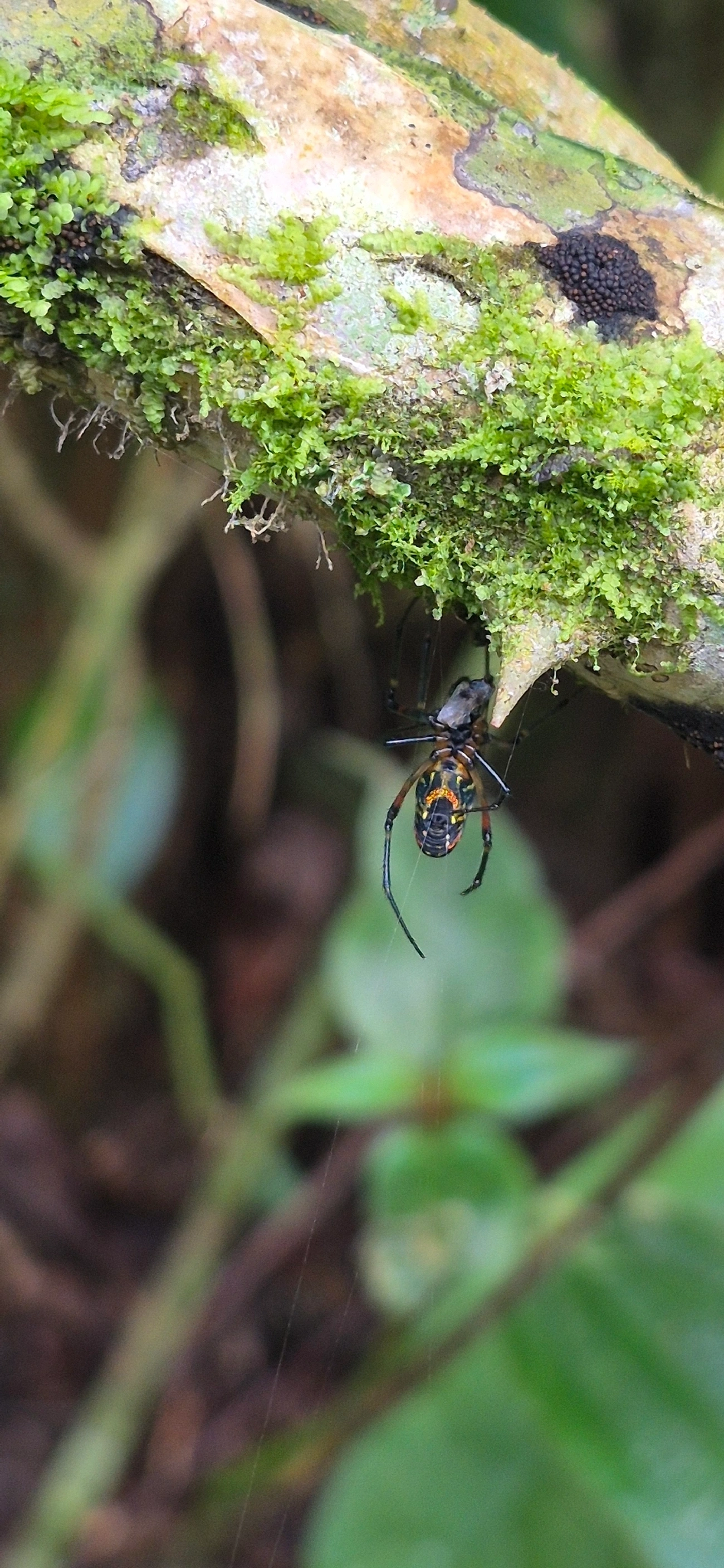 Leucauge, aracnídeos, fotografado em Camburí, São Sebastião