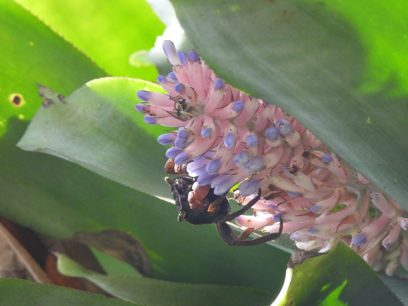 Caranguejo-de-bromélia (Armases angustipes), crustáceos, fotografado em Maresias, São Sebastião