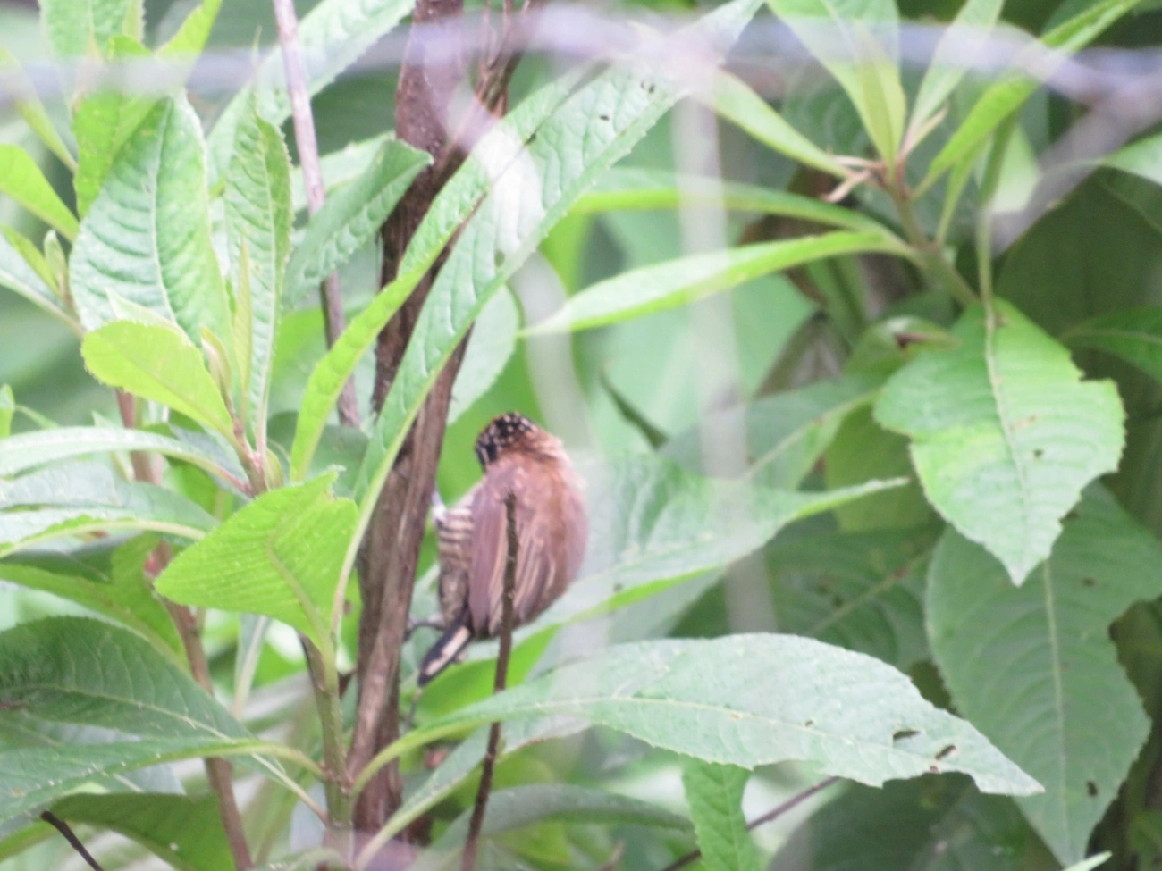 Pica-pau-anão-barrado (Picumnus cirratus), aves, fotografado em Maresias, São Sebastião