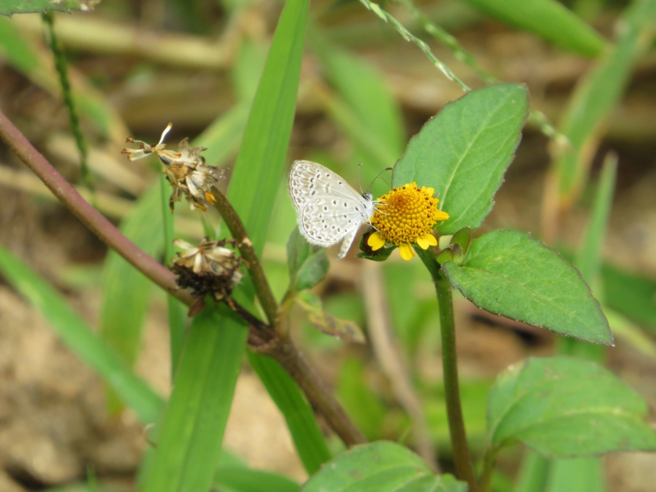 Azul-cyna (Zizula cyna), insetos, fotografado em Maresias, São Sebastião