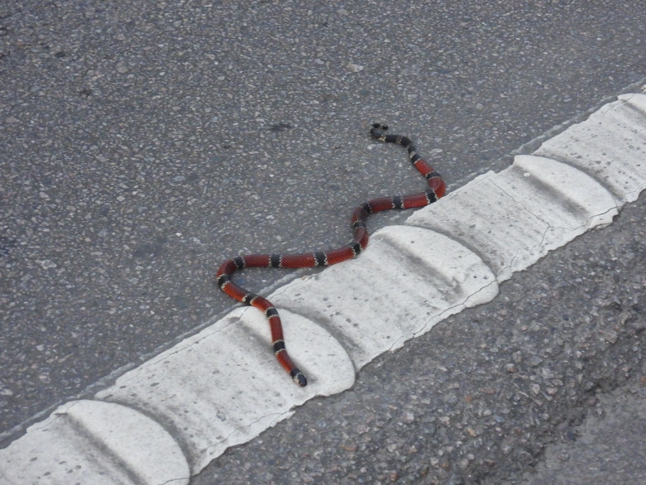 Coral-de-Colar-Branco (Micrurus corallinus), répteis, fotografado em Maresias, São Sebastião