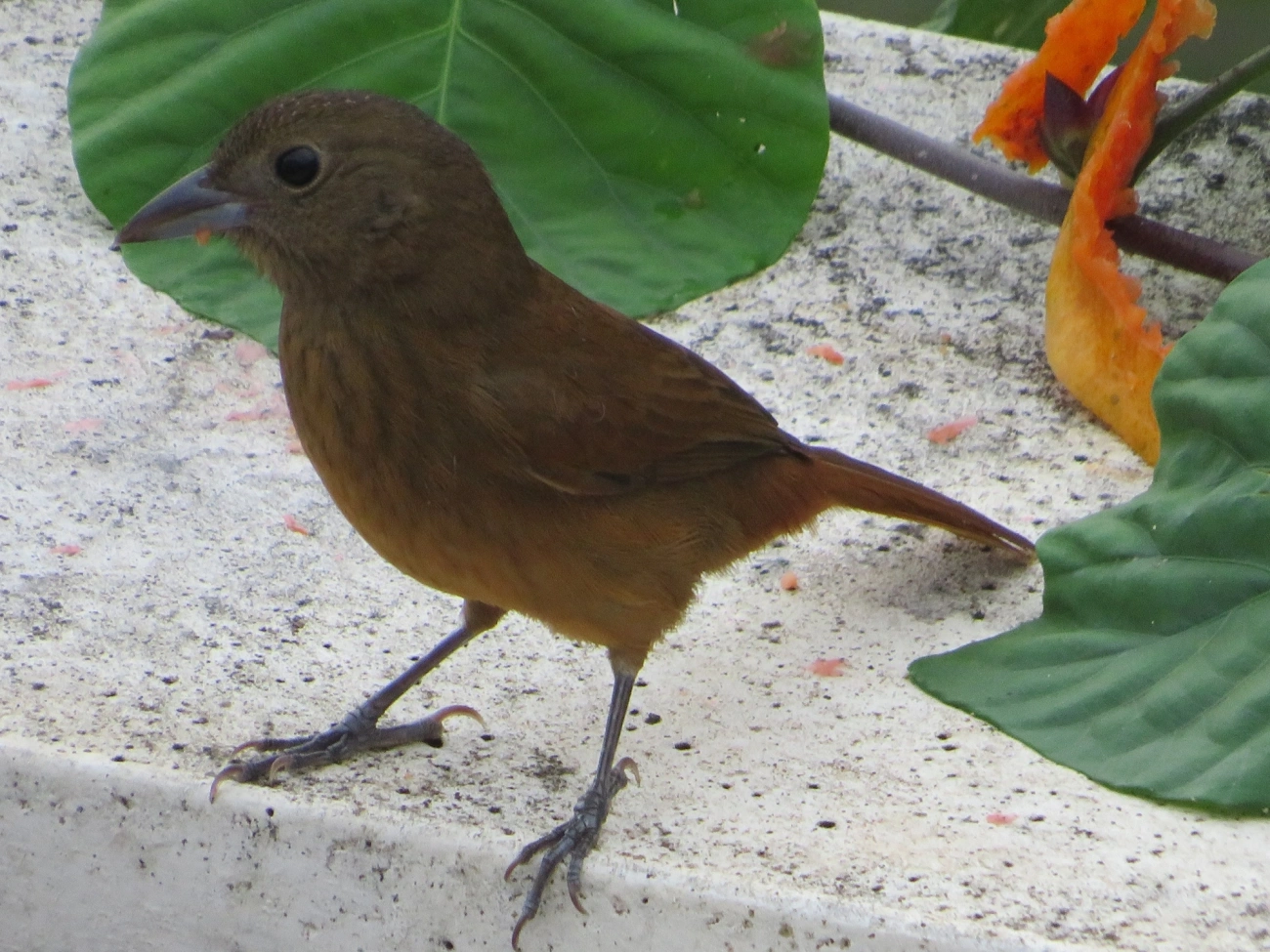 Tiê-preto (Tachyphonus coronatus), aves, fotografado em Maresias, São Sebastião