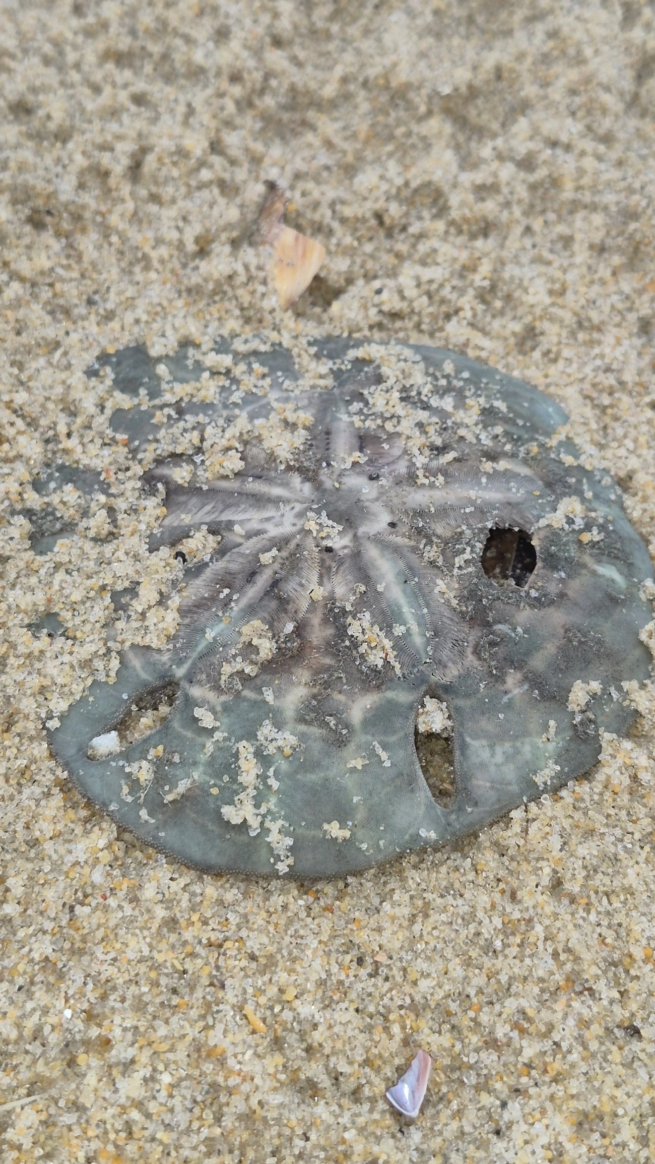 Bolacha-do-mar-de-cinco-furos (Mellita quinquiesperforata), equinodermos, fotografado em Caraguatatuba
