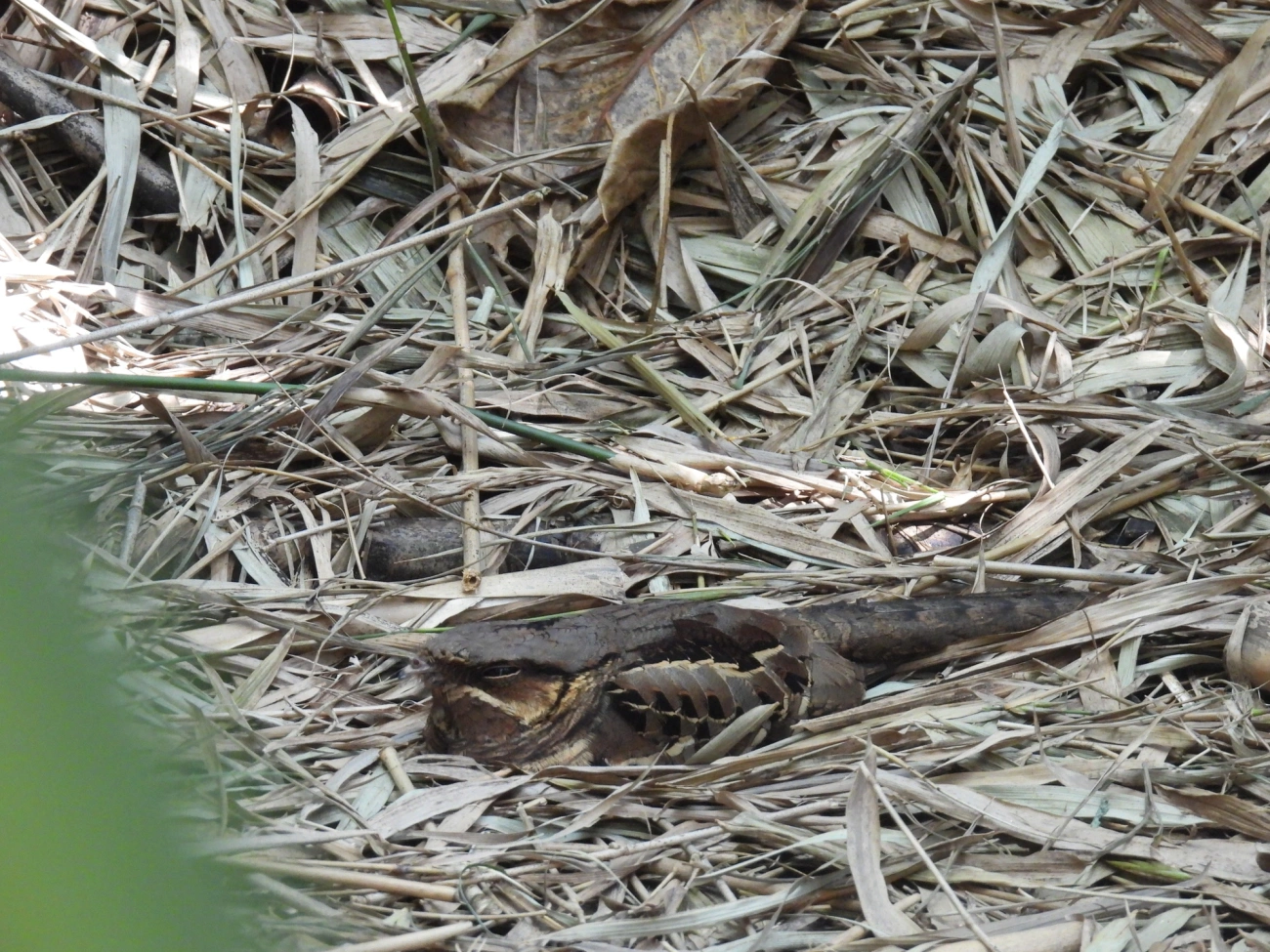 Bacurau (Nyctidromus albicollis), aves, fotografado em Maresias, São Sebastião