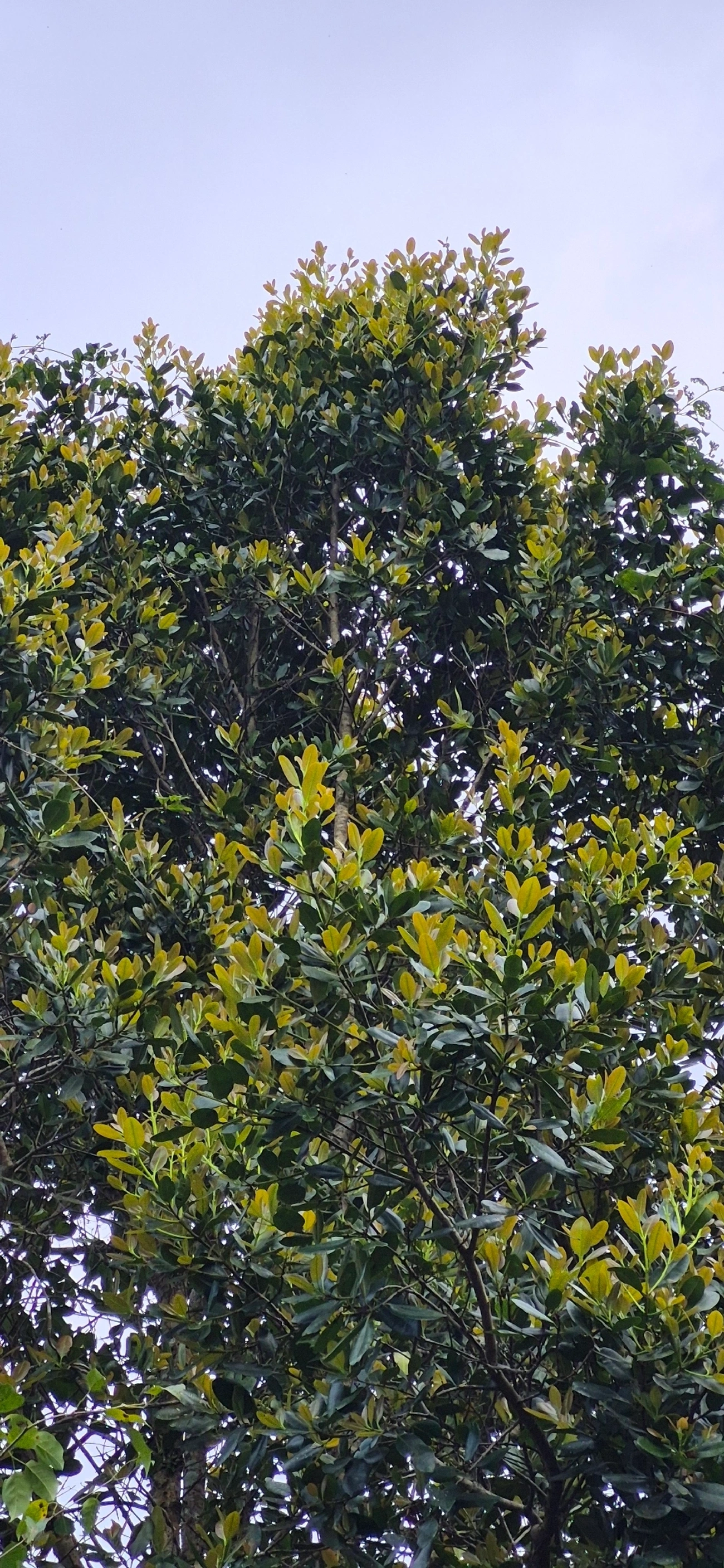 Guanandi (Calophyllum brasiliense), plantas, fotografado em Maresias, São Sebastião