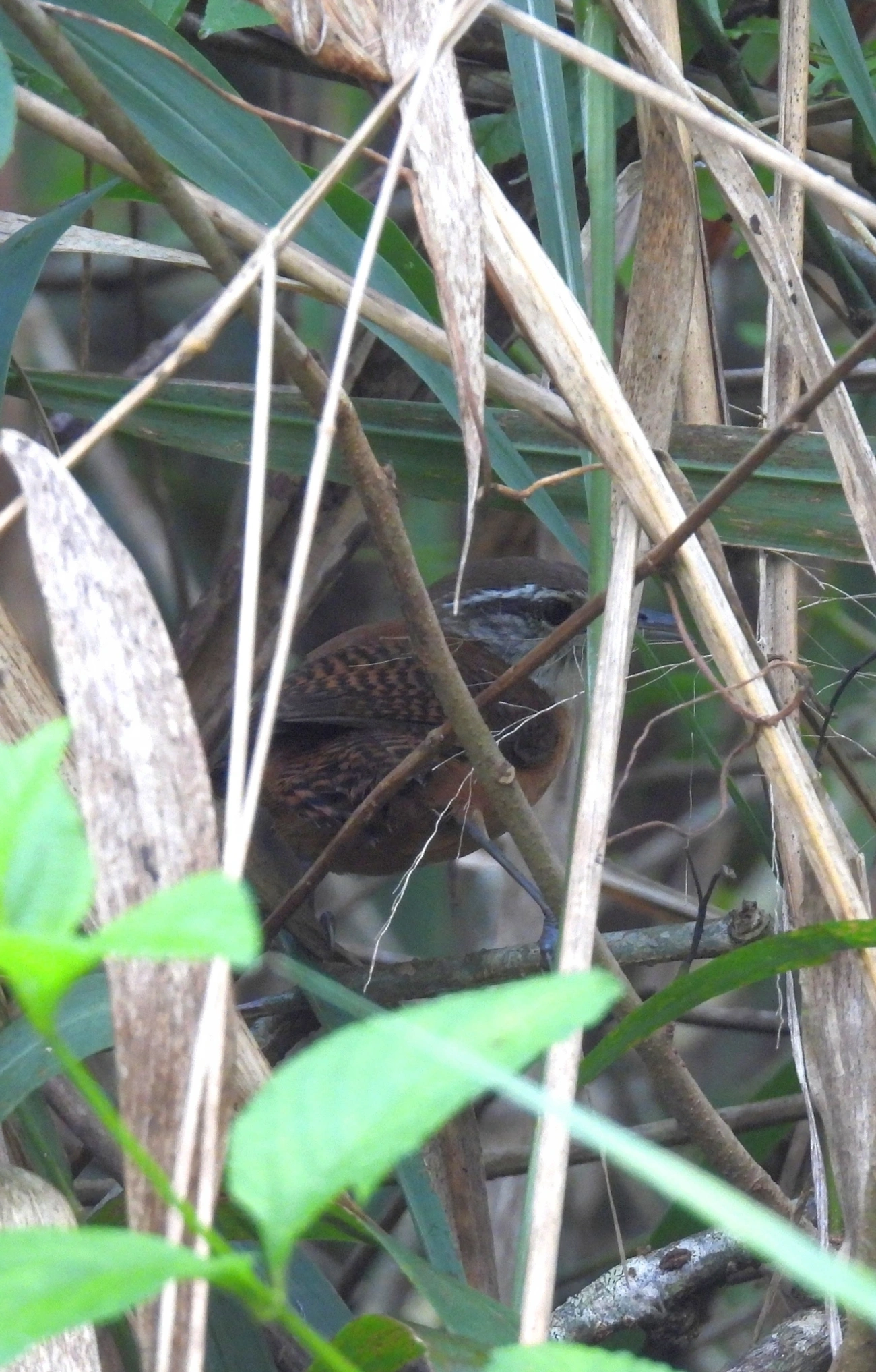 Garrinchão-de-bico-grande (Cantorchilus longirostris), aves, fotografado em Maresias, São Sebastião