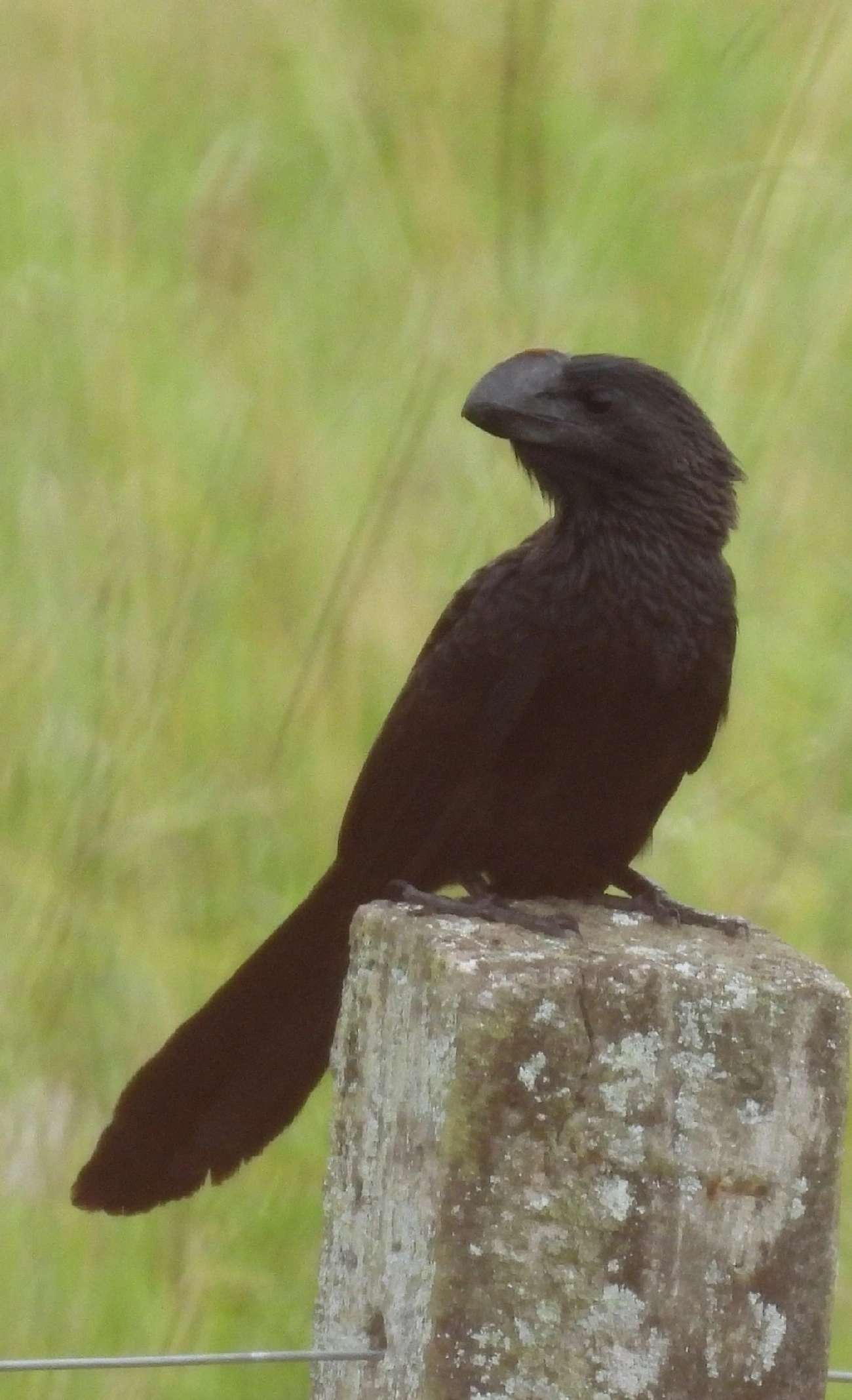 Anu-preto (Crotophaga ani), aves, fotografado em Indaiá, Caraguatatuba