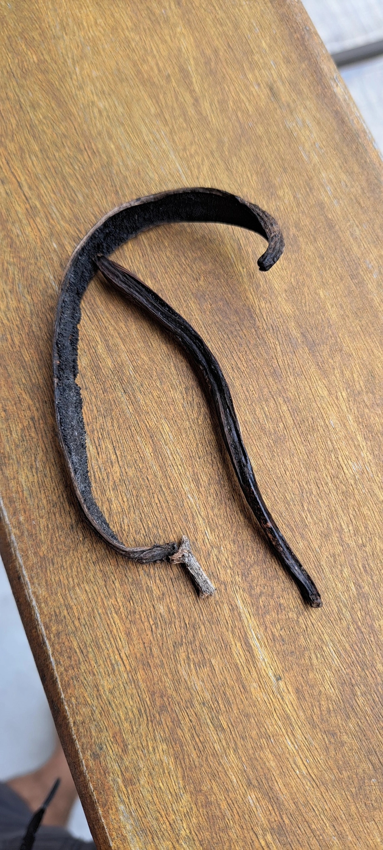 Baunilha (Vanilla arcuata), plantas, fotografado em Maresias, São Sebastião