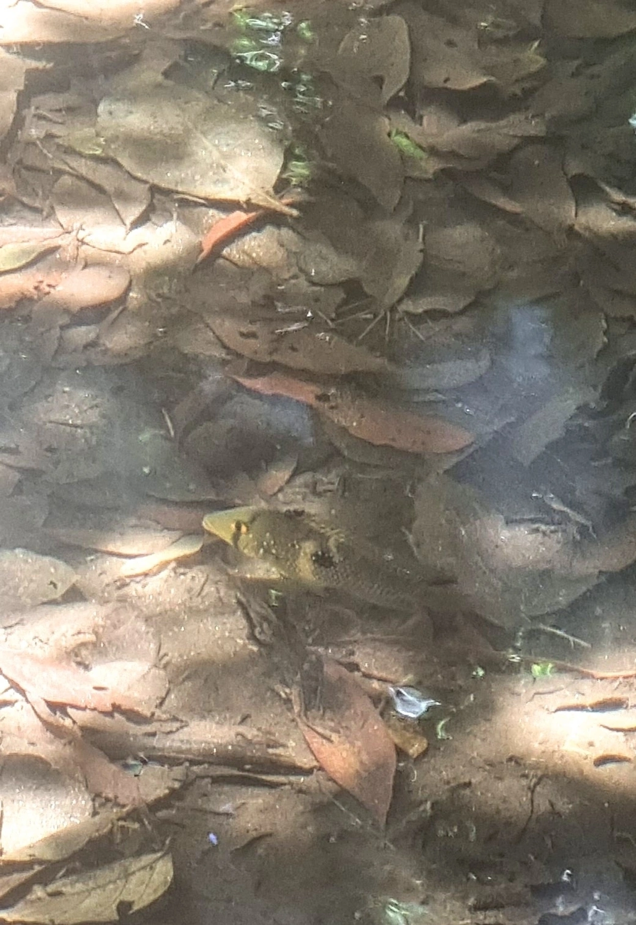 Geophagus, peixes, fotografado em Prais do Saco, São Sebastião