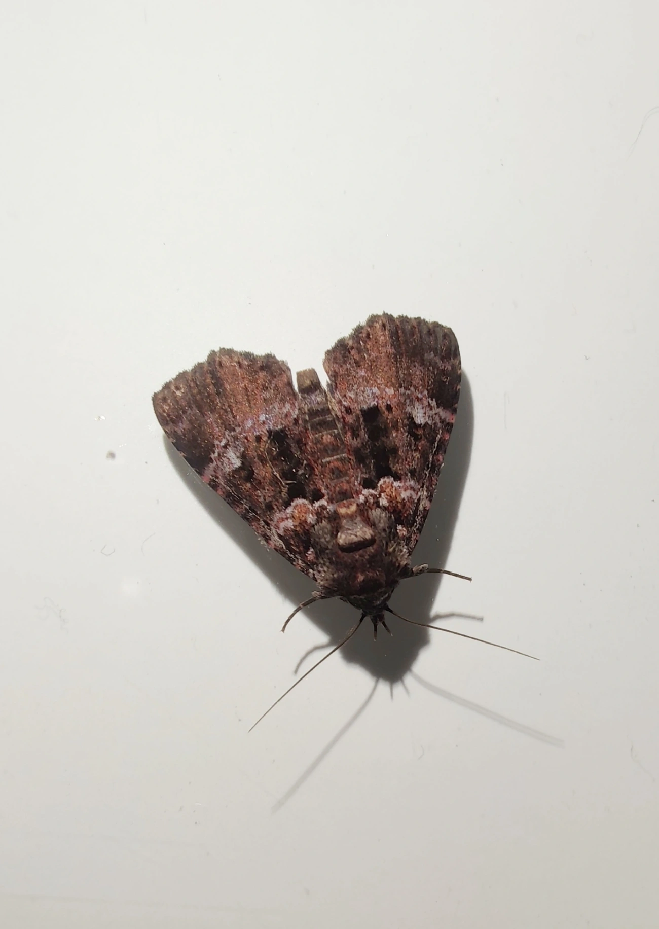 Cropia, insetos, fotografado em Maresias, São Sebastião