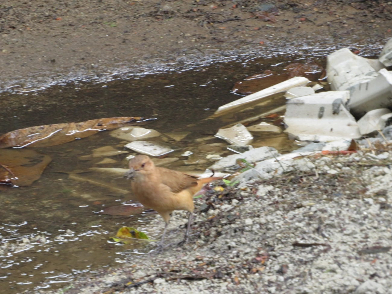 João-de-barro (Furnarius rufus), aves, fotografado em Maresias, São Sebastião