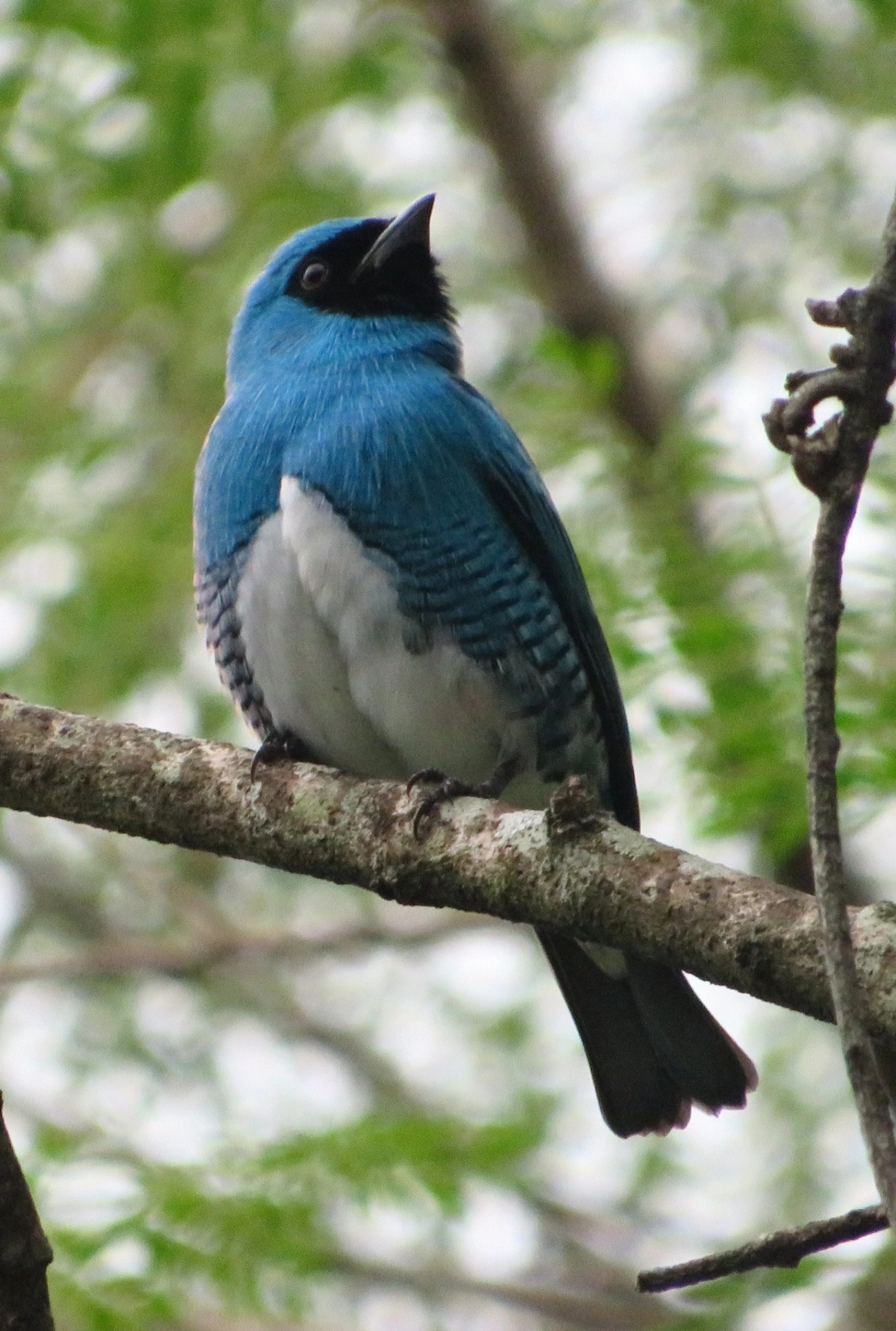 Saí-andorinha (Tersina viridis), aves, fotografado em Maresias, São Sebastião
