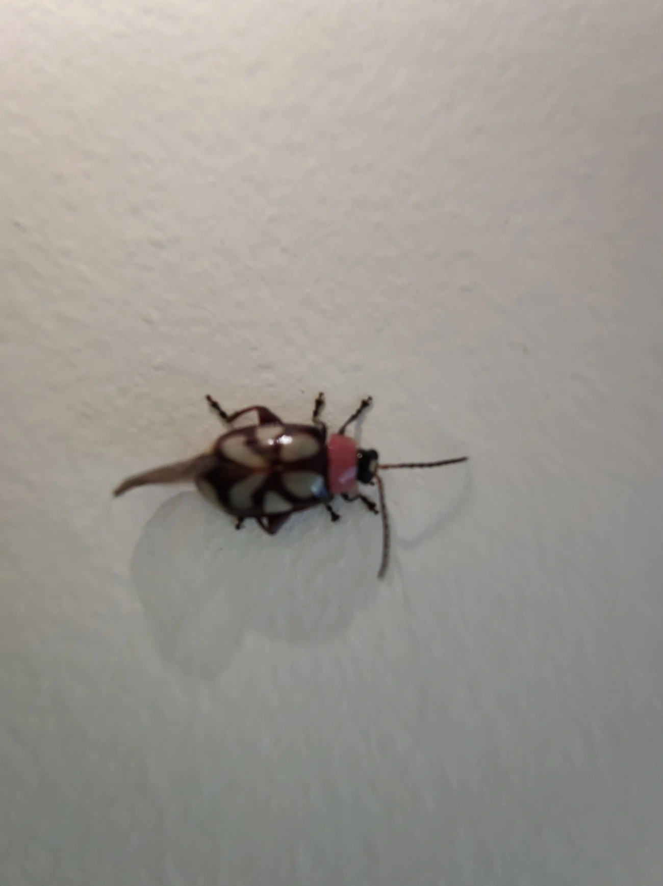 Besouro-pulga-de-faixas-oblíquas (Omophoita albicollis), insetos, fotografado em Maresias, São Sebastião