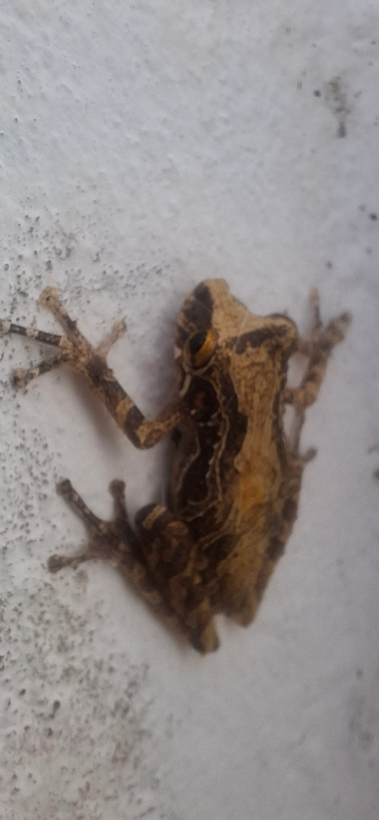 Perereca-do-litoral (Ololygon littoralis), anfíbios, fotografado em Maresias, São Sebastião