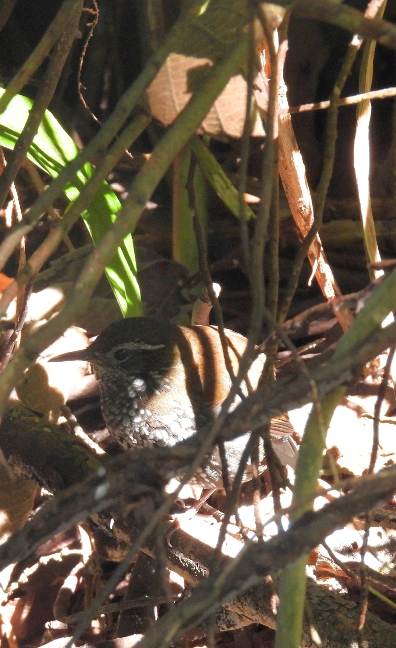 João-porca (Lochmias nematura), aves, fotografado em Pedra Selada