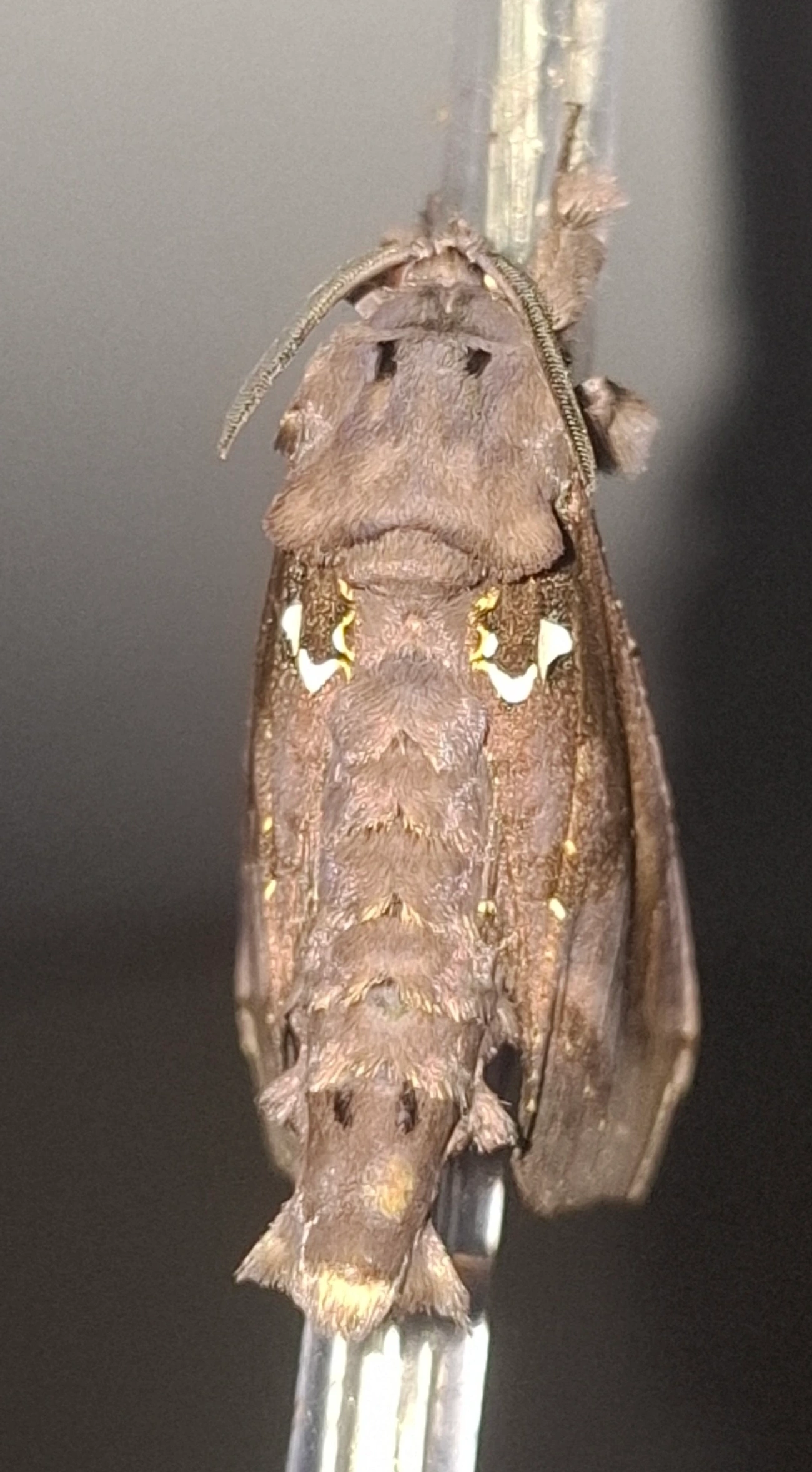 Cara de elefante (Langsdorfia franckii), insetos, fotografado em Maresias, São Sebastião