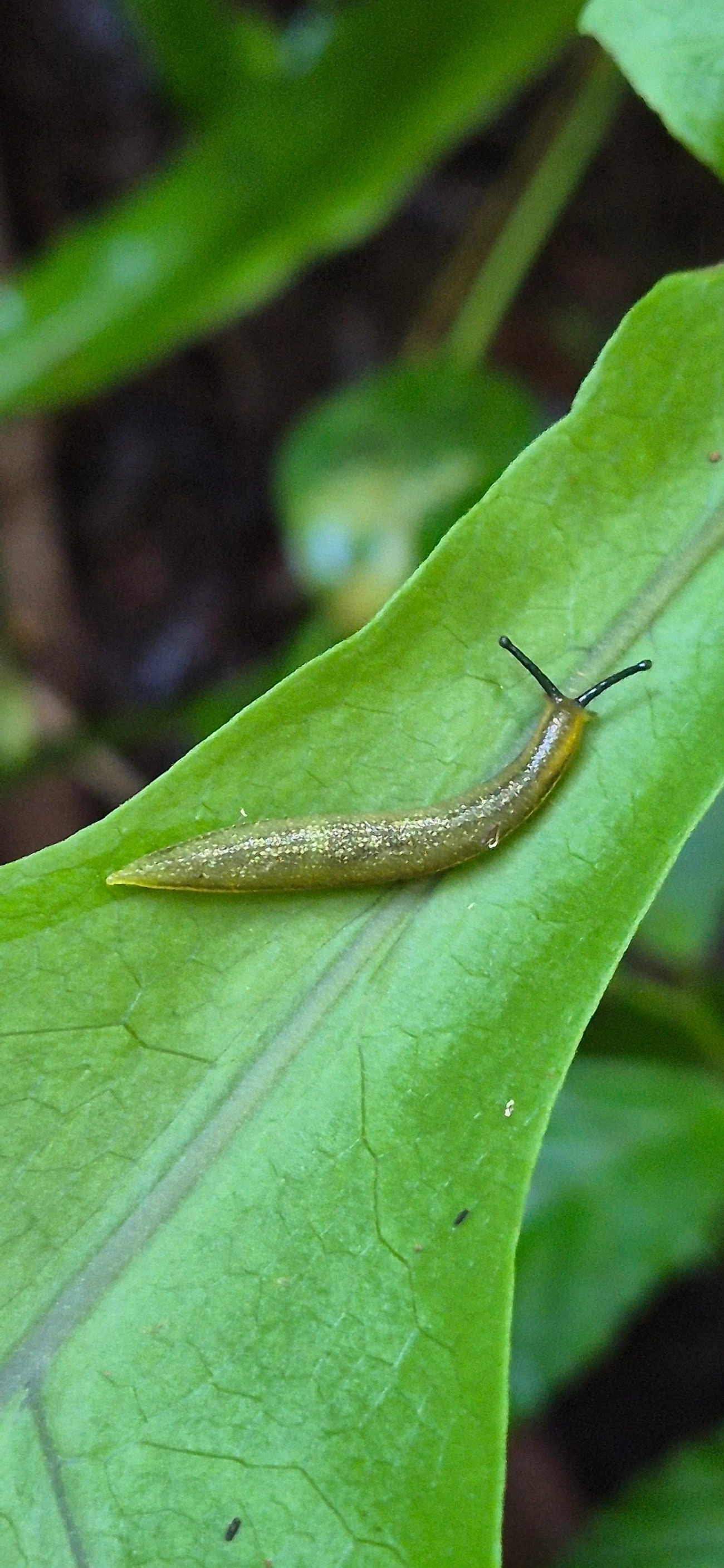 Vaginulus taunaisii, moluscos, fotografado em Camburí, São Sebastião