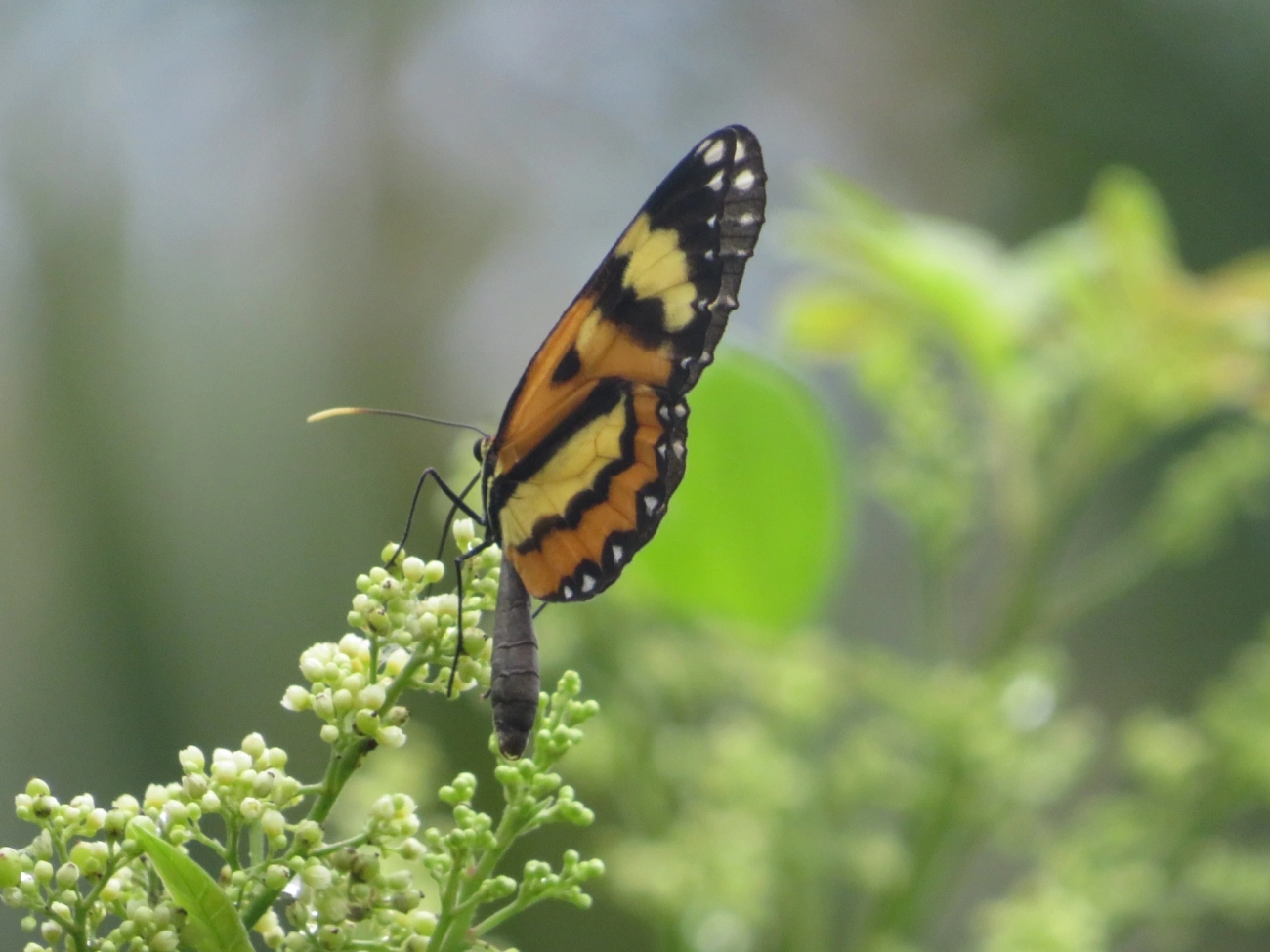 Borboleta-vidro (Pagyris euryanassa), insetos, fotografado em Maresias, São Sebastião