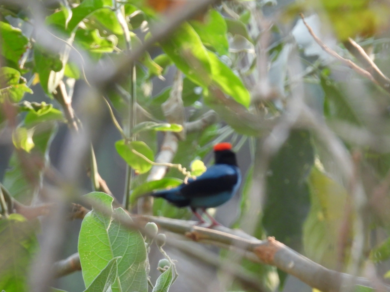 Tangará-dançarino (Chiroxiphia caudata), aves, fotografado em Socorro