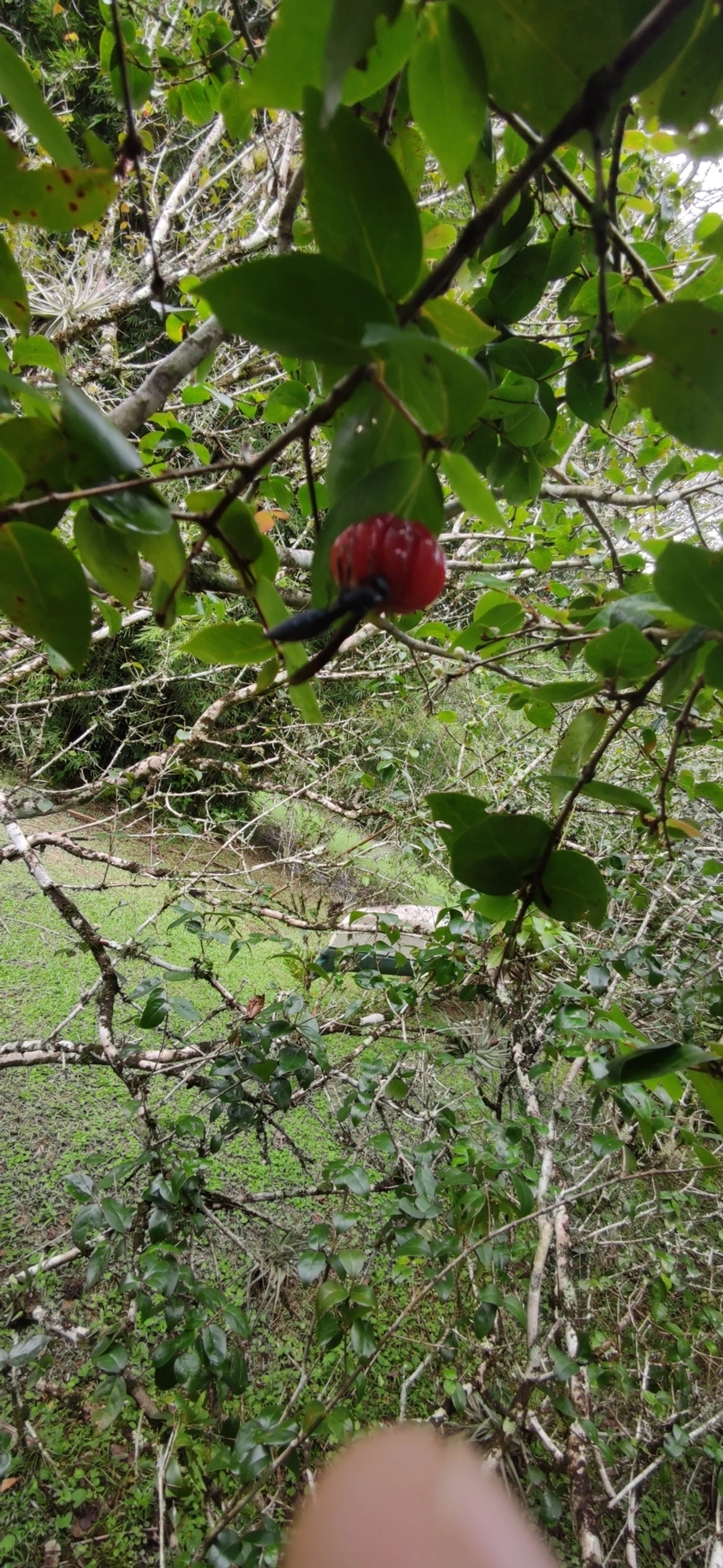Marimbondo-tatu (Synoeca cyanea), insetos, fotografado em Maresias, São Sebastião