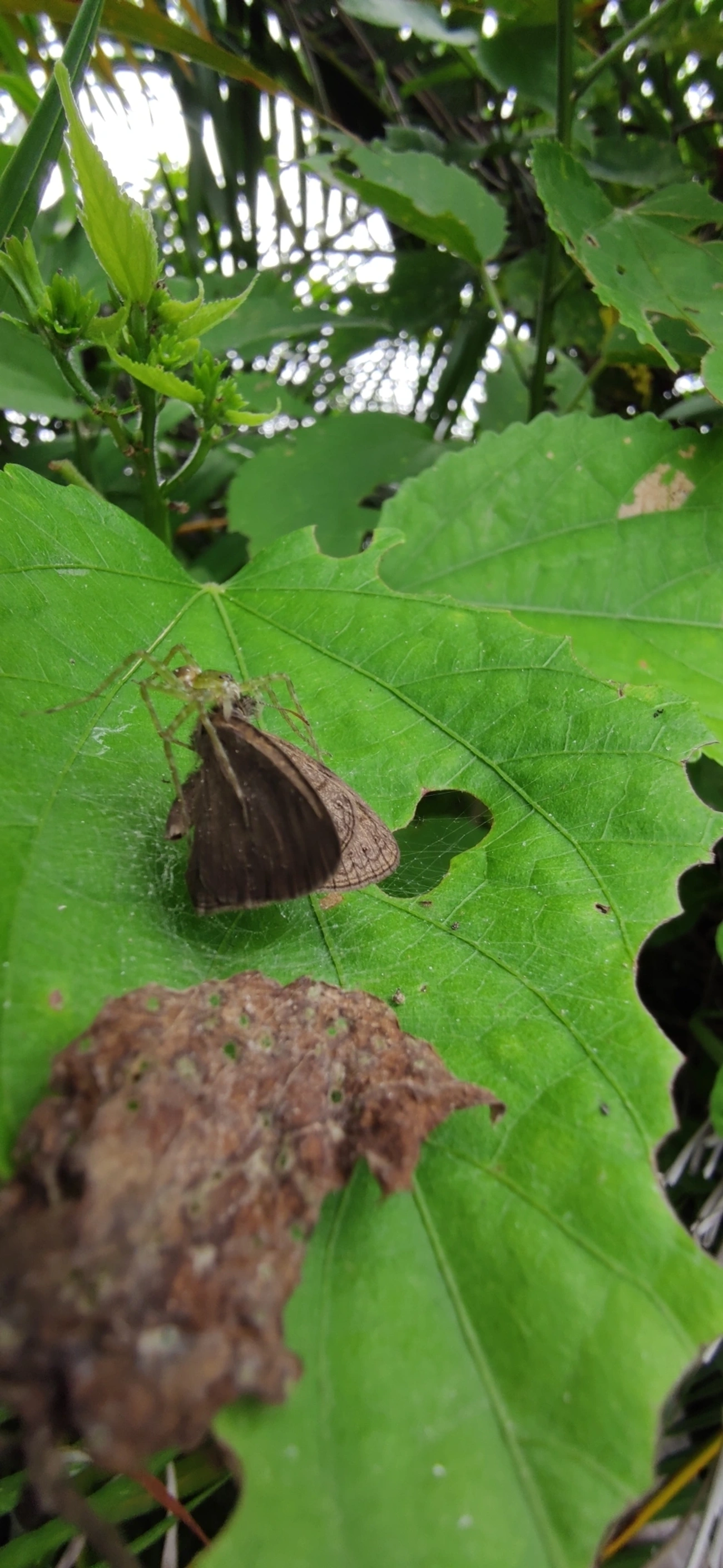 Satirinho-de-Hermes (Hermeuptychia hermes), insetos, fotografado em Maresias, São Sebastião