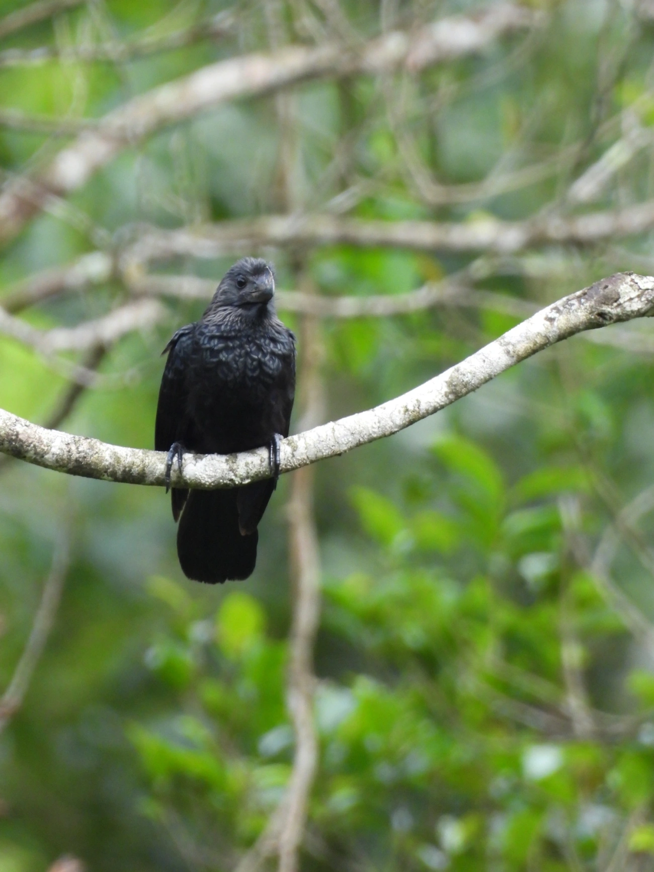 Anu-preto (Crotophaga ani), aves, fotografado em Maresias, São Sebastião