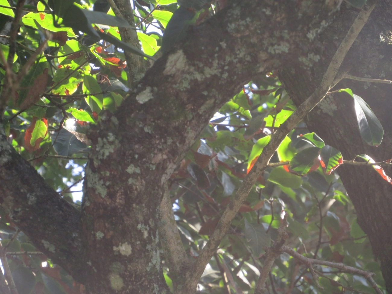 Bombacoideae, plantas, fotografado em Maresias, São Sebastião