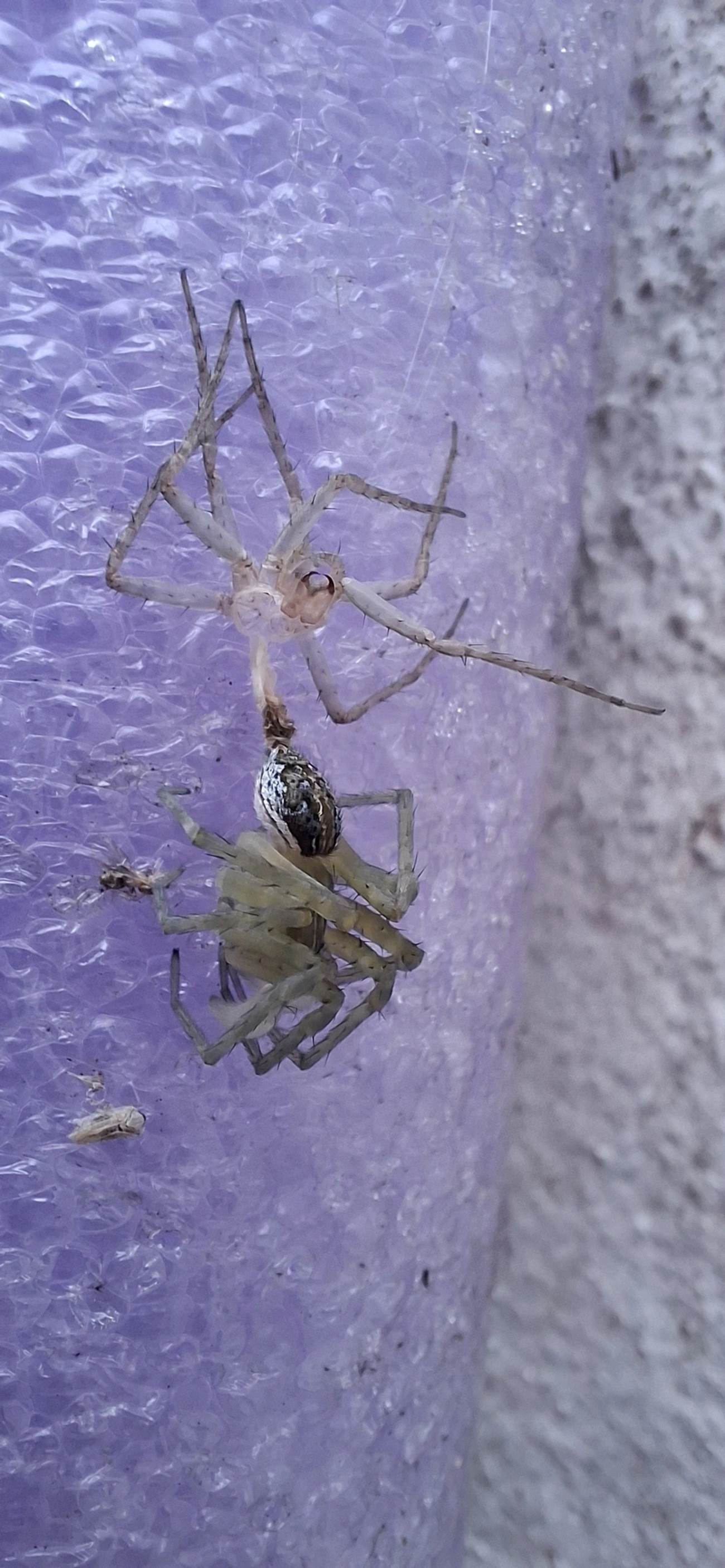 Thaumasia, aracnídeos, fotografado em Maresias, São Sebastião