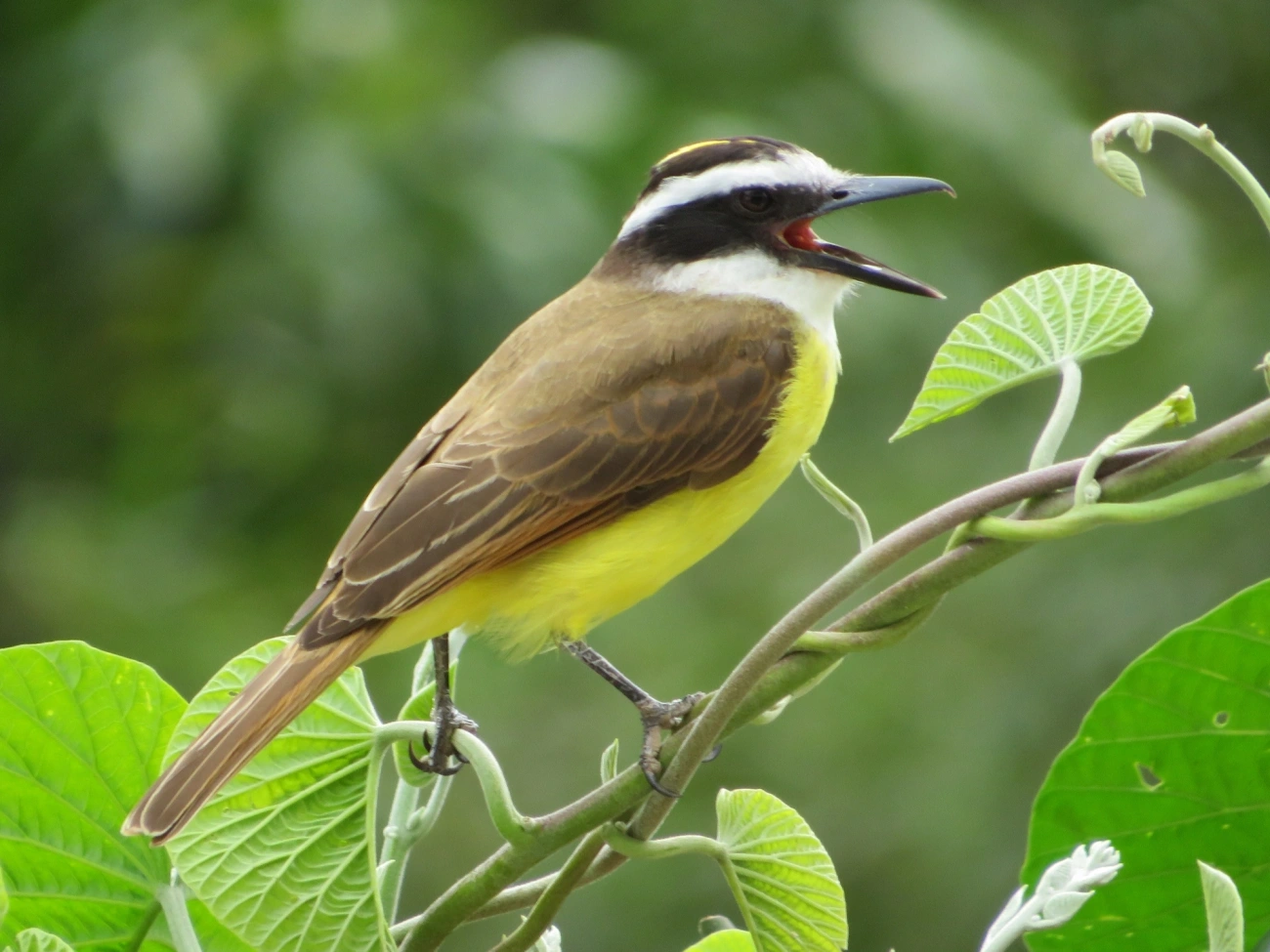 Bem-te-vi (Pitangus sulphuratus), aves, fotografado em Maresias, São Sebastião