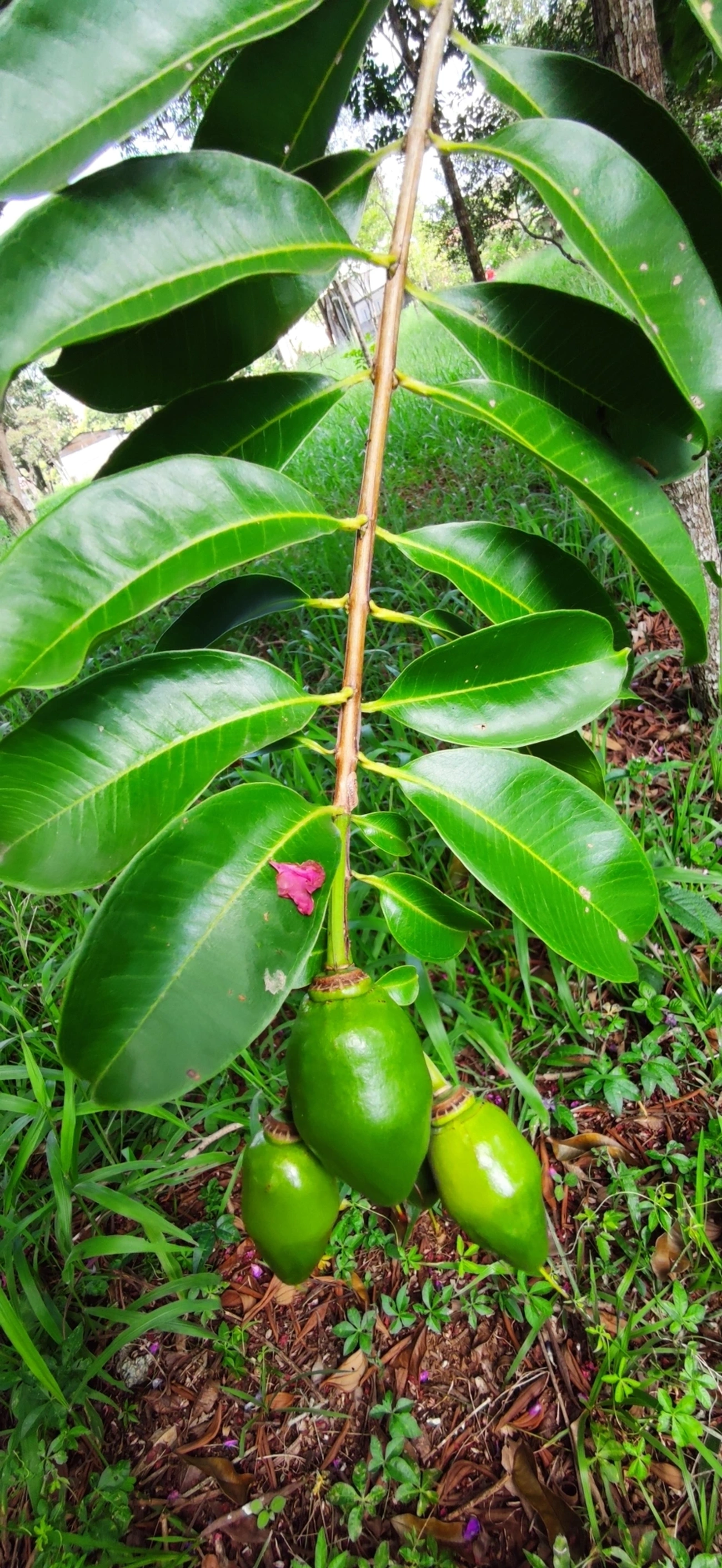 Pacari (Lafoensia pacari), plantas, fotografado em Vila Santo Estevão, São Paulo