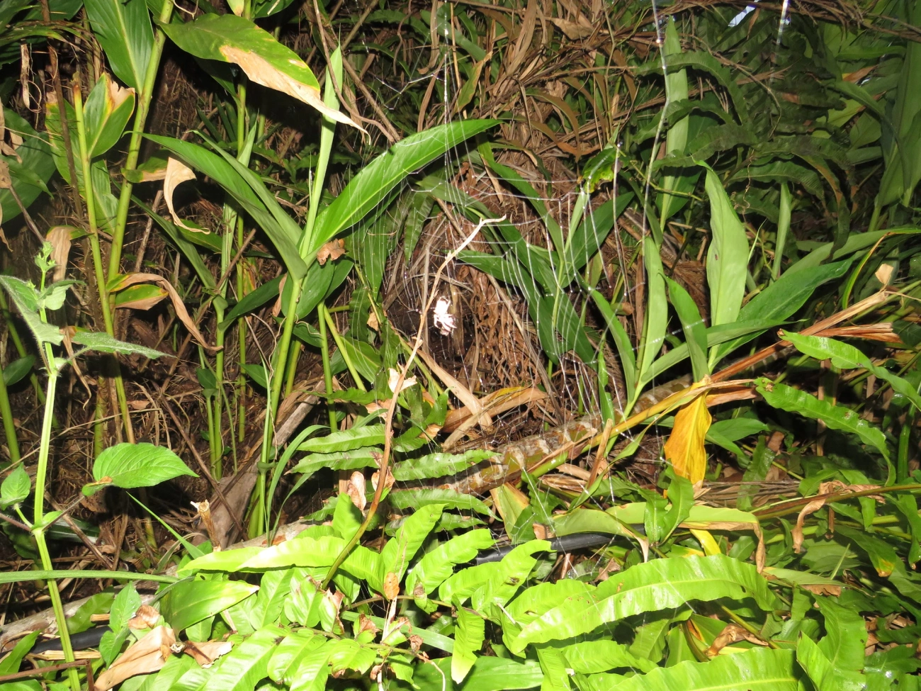 Parawixia, aracnídeos, fotografado em Maresias, São Sebastião